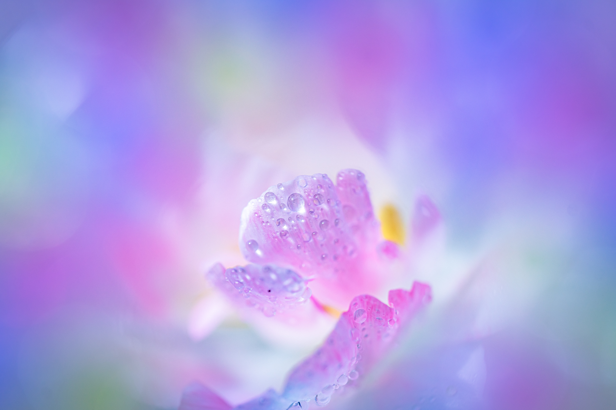f:id:Paradisia:20210428091339j:plain