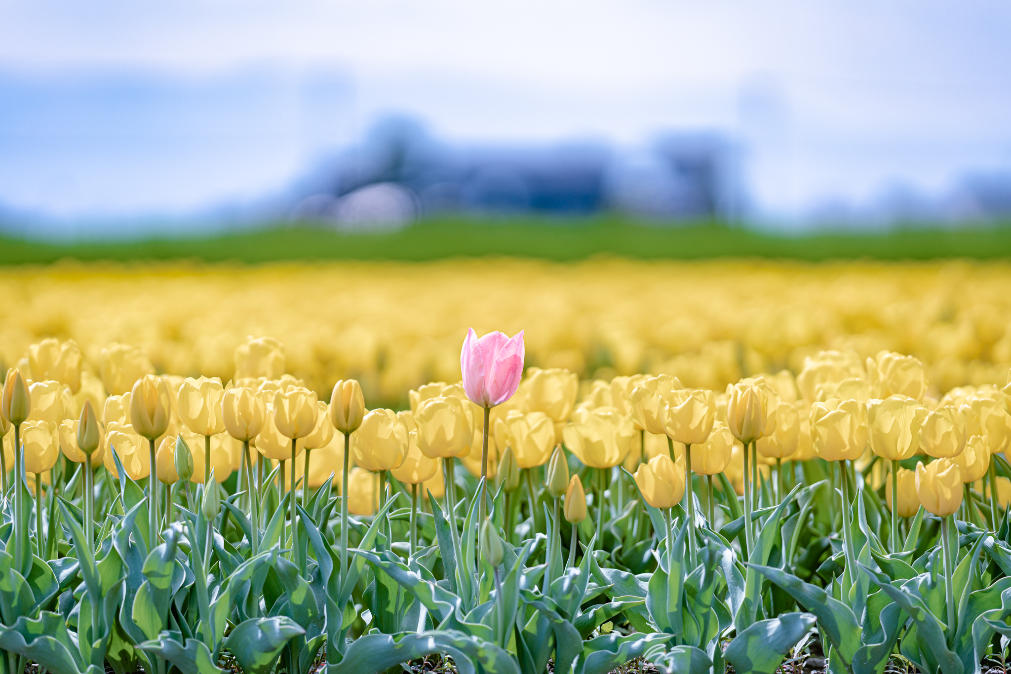 黄色の中で目立つ理由 高波のチューリップ 光と風と薔薇と