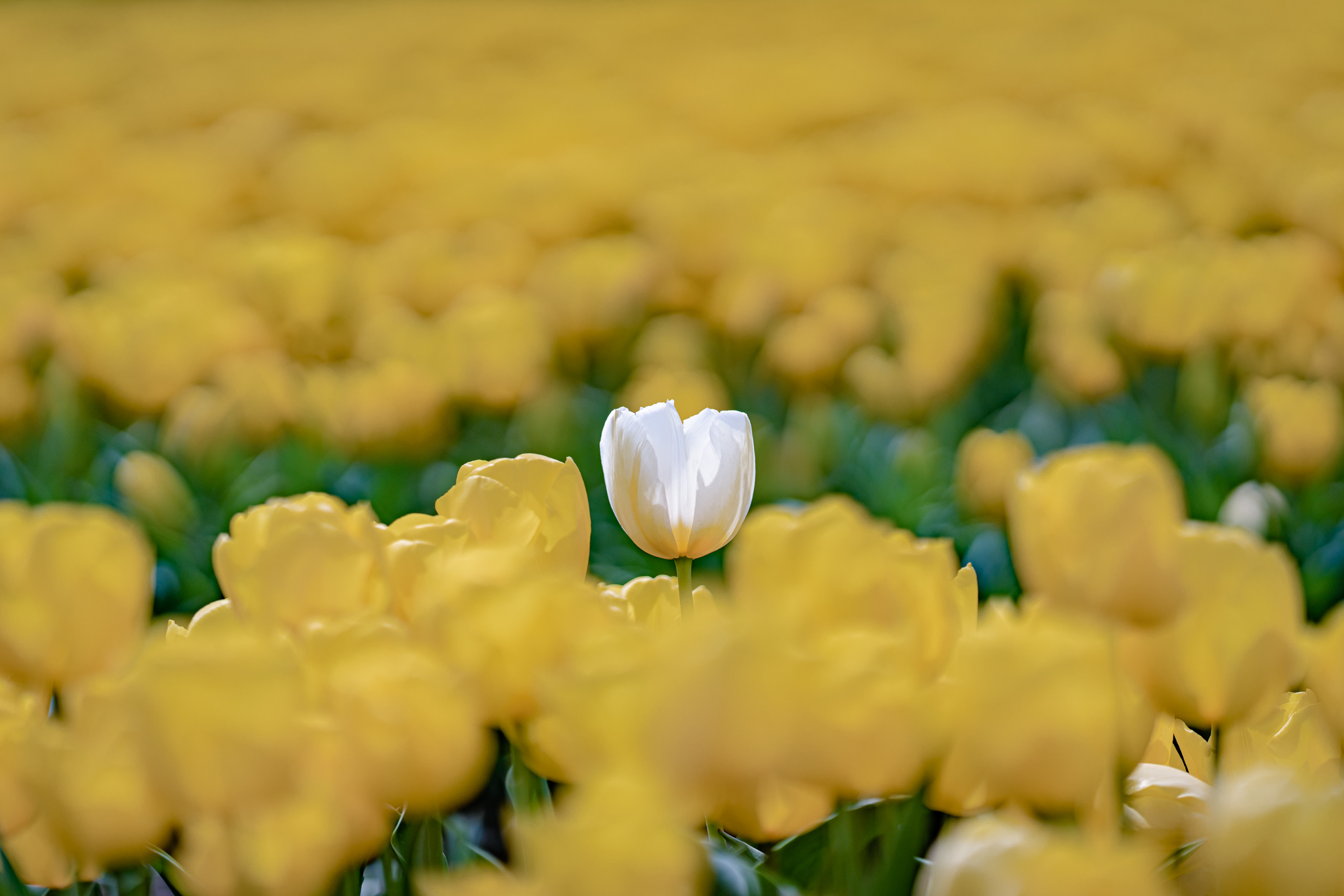 黄色の中で目立つ理由 高波のチューリップ 光と風と薔薇と