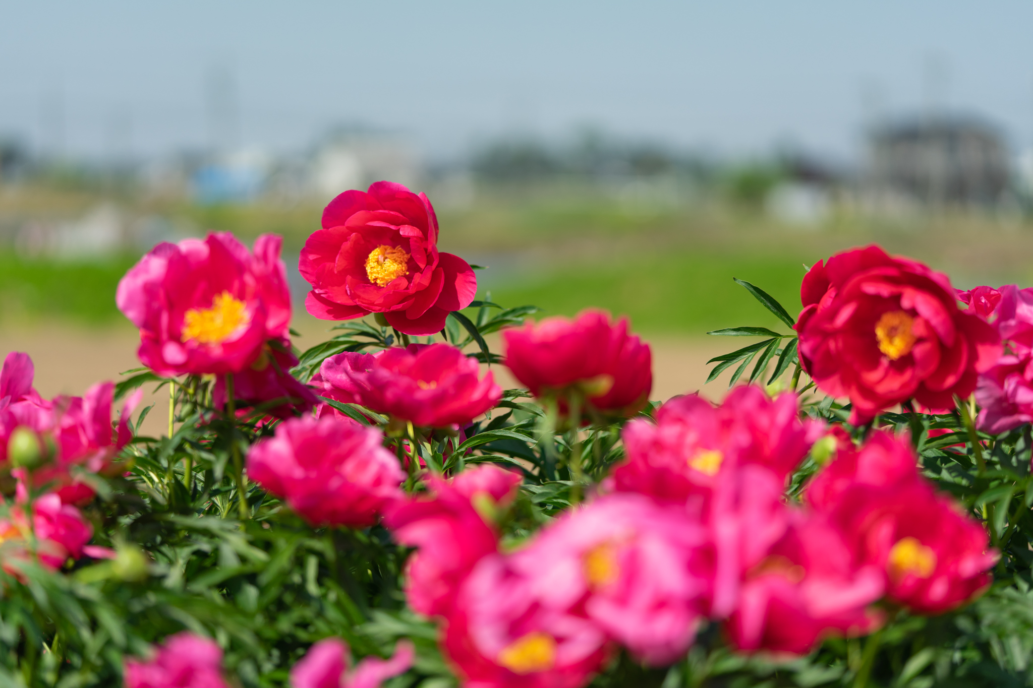 f:id:Paradisia:20210508182552j:plain