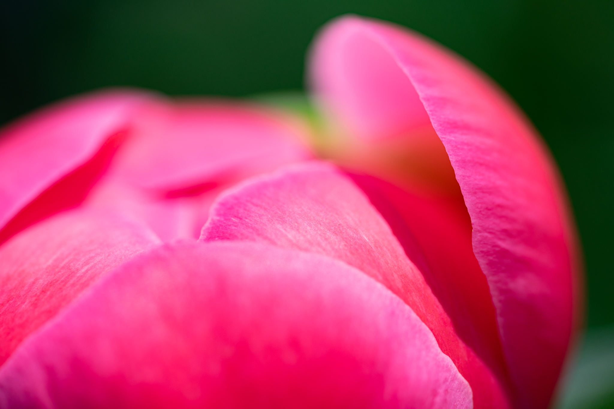 f:id:Paradisia:20210508182733j:plain