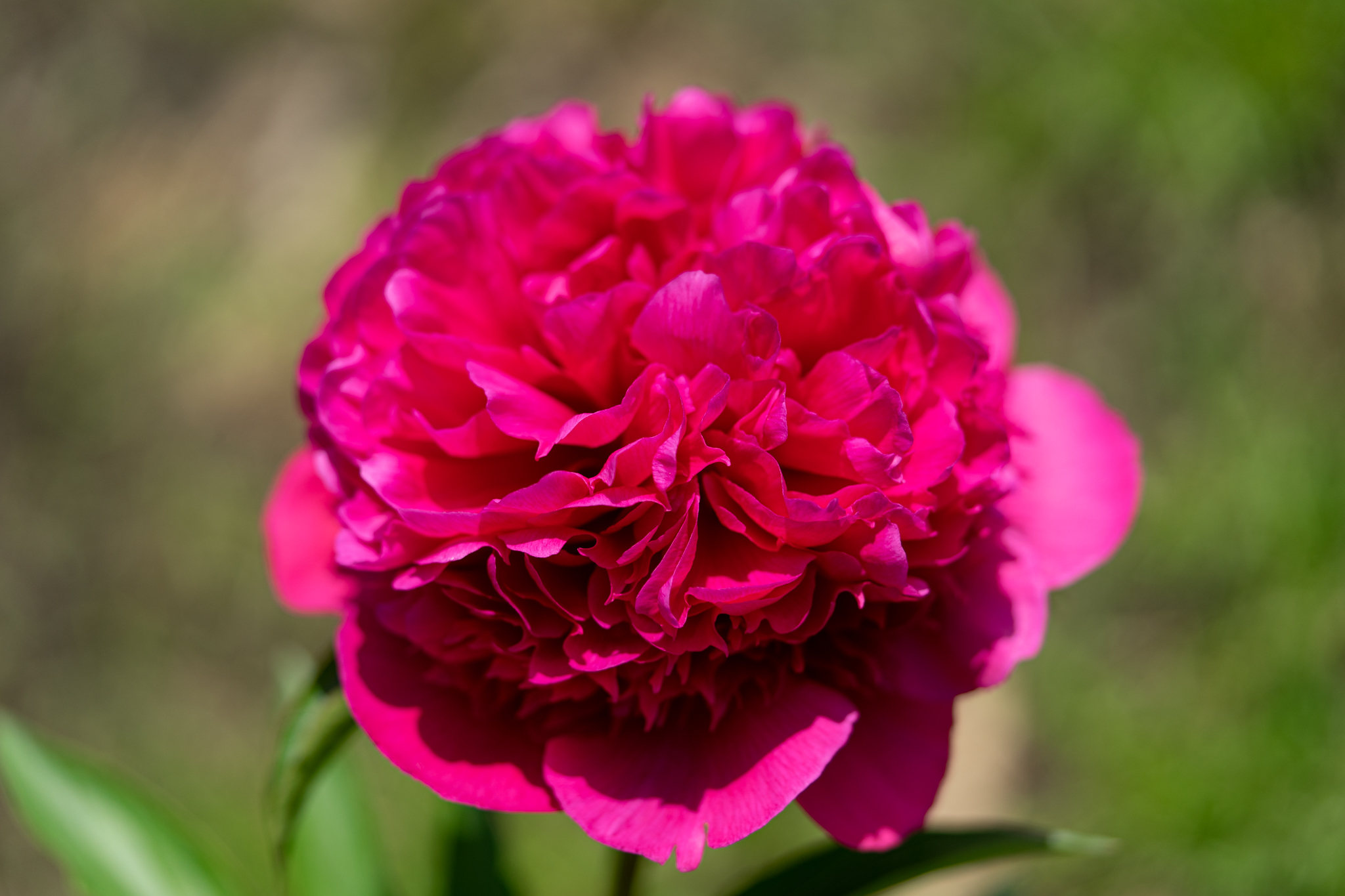 f:id:Paradisia:20210511172048j:plain