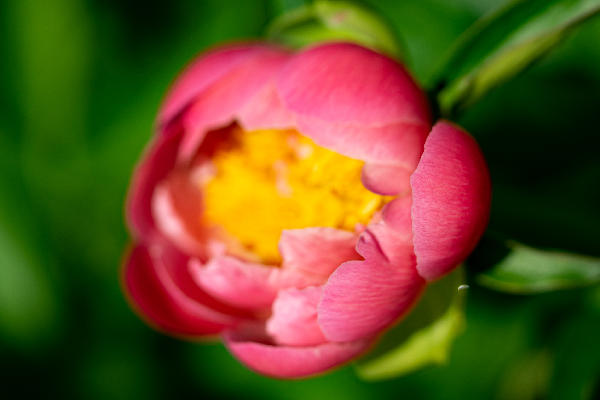 f:id:Paradisia:20210511173916j:plain