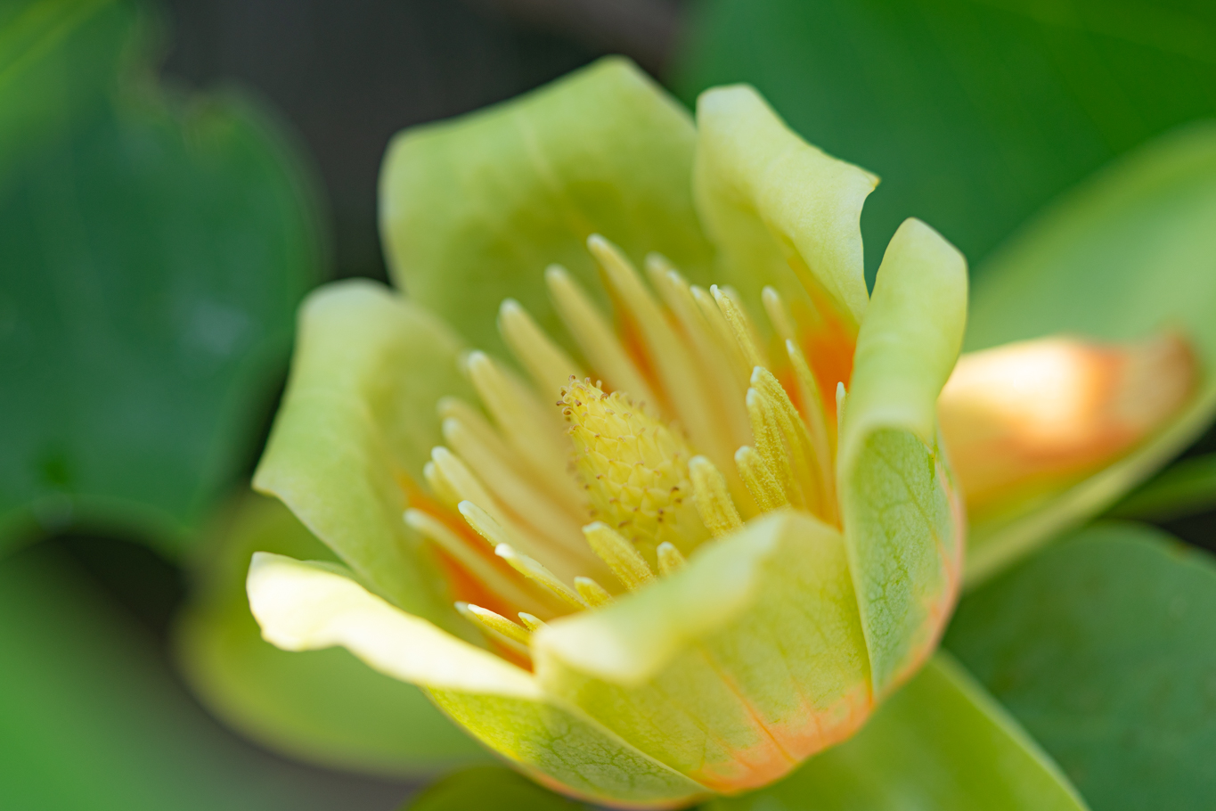 咲いたチューリップの花 チューリップが咲いた - 光と風と薔薇と