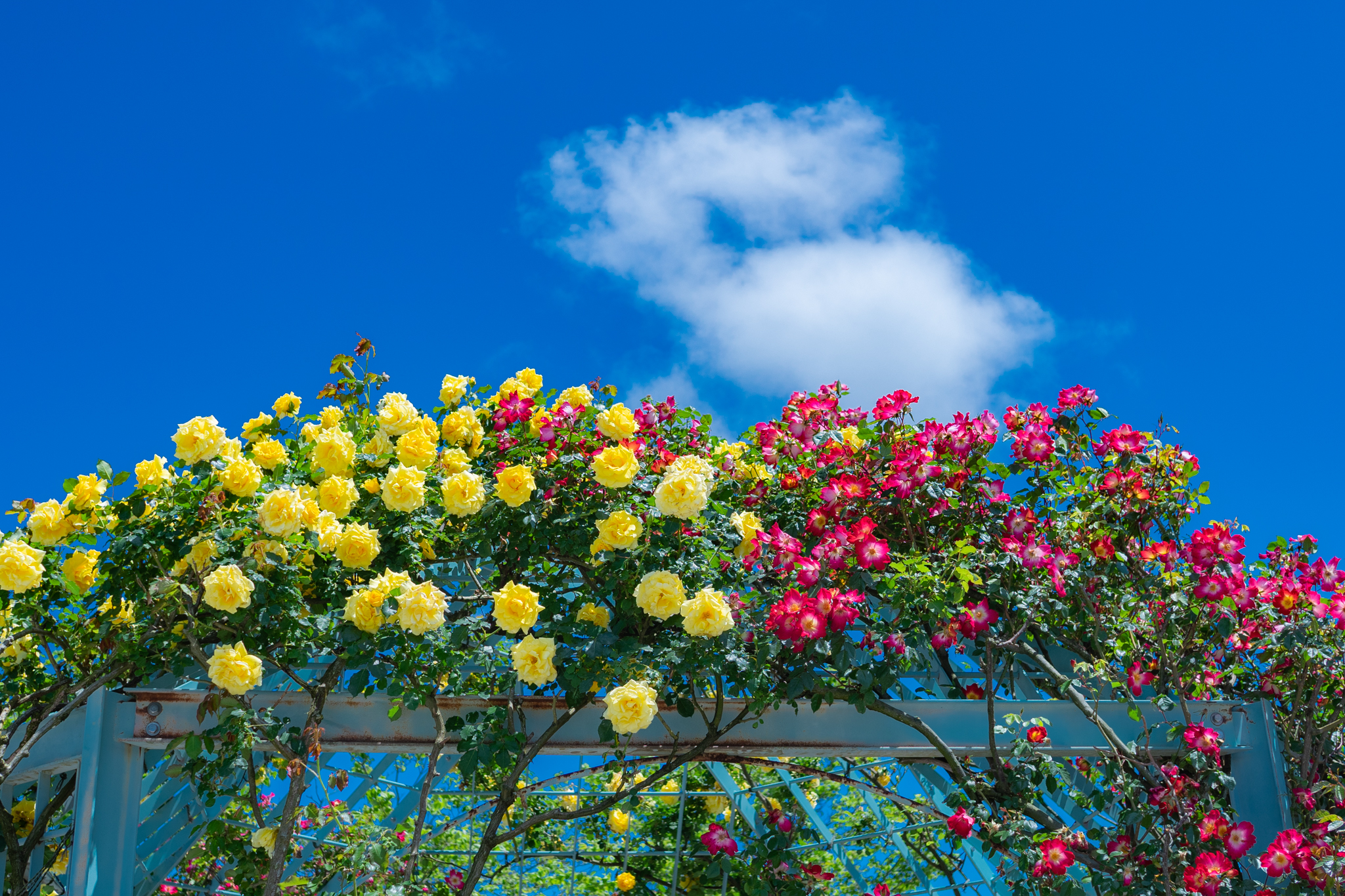 f:id:Paradisia:20210523162738j:plain