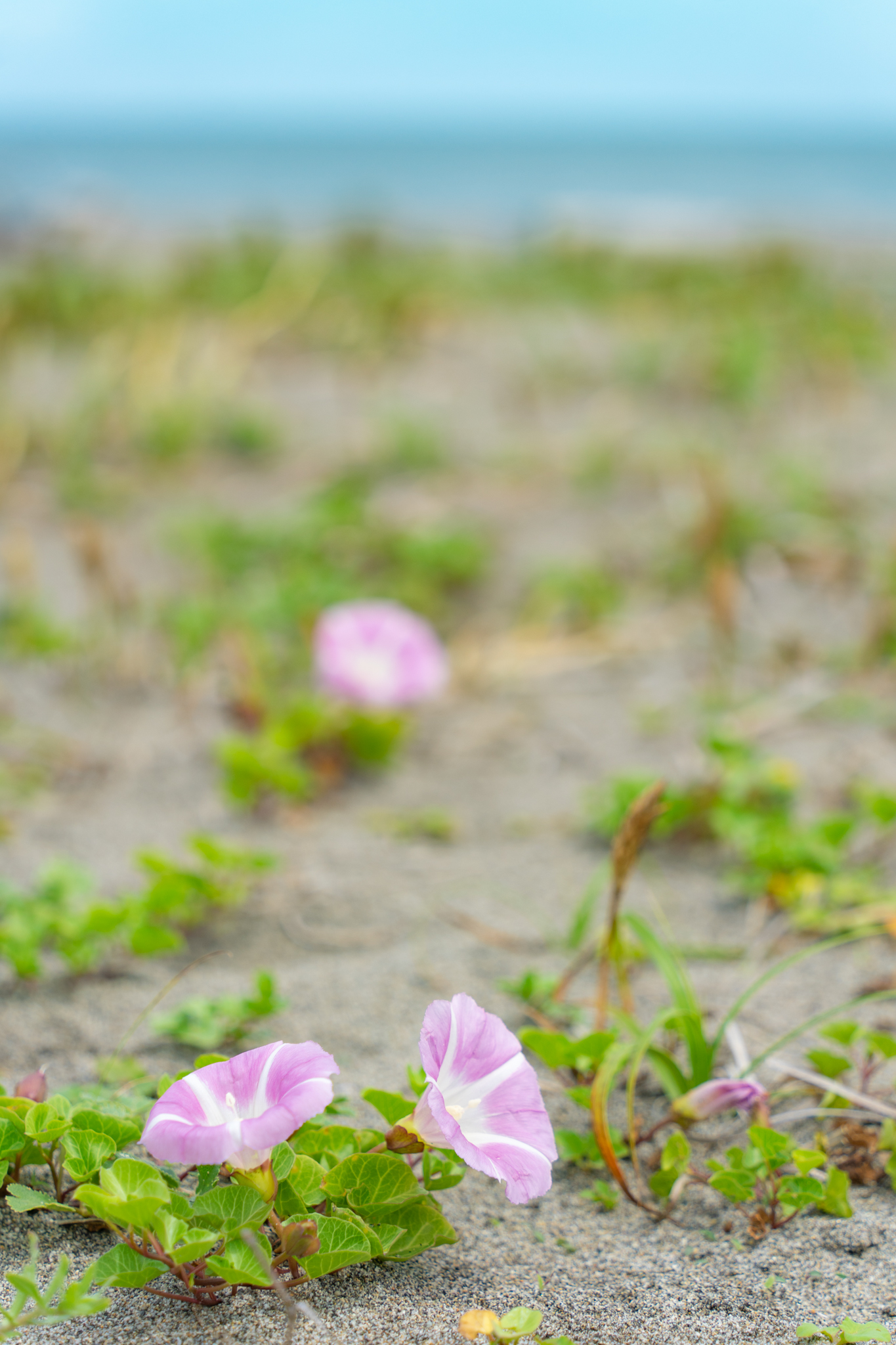 f:id:Paradisia:20210527115241j:plain