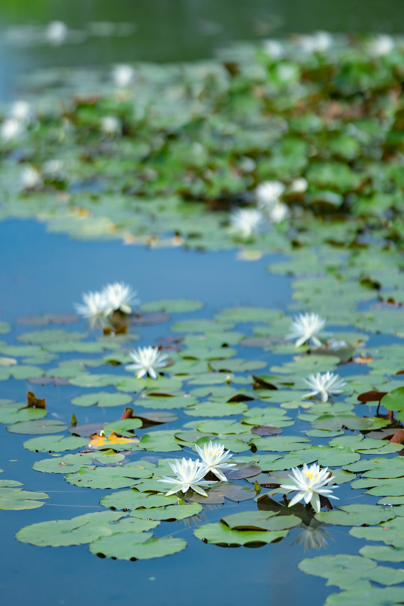 f:id:Paradisia:20210611170208j:plain