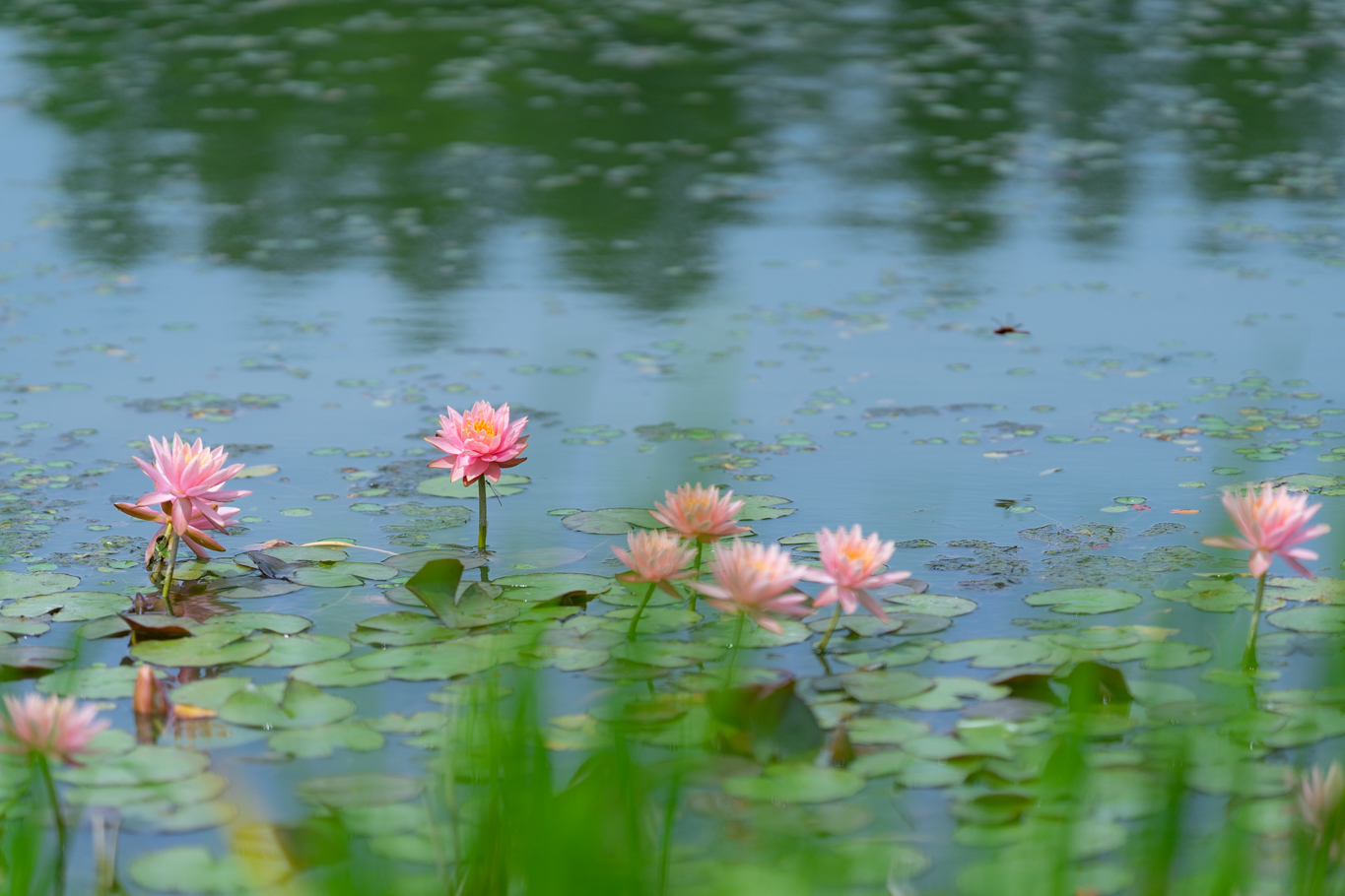 f:id:Paradisia:20210611171224j:plain