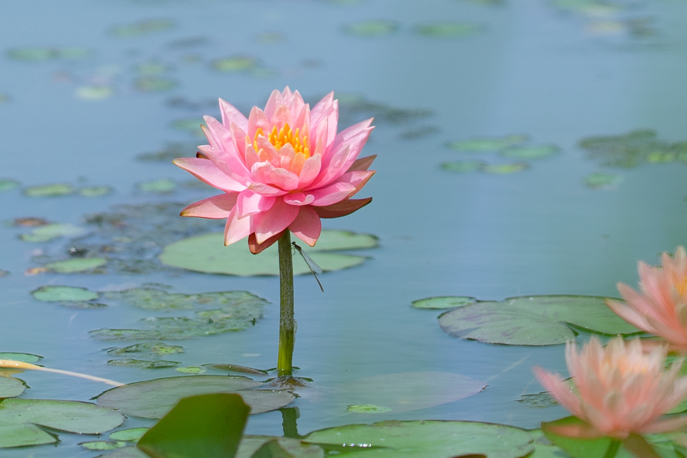 f:id:Paradisia:20210611171356j:plain