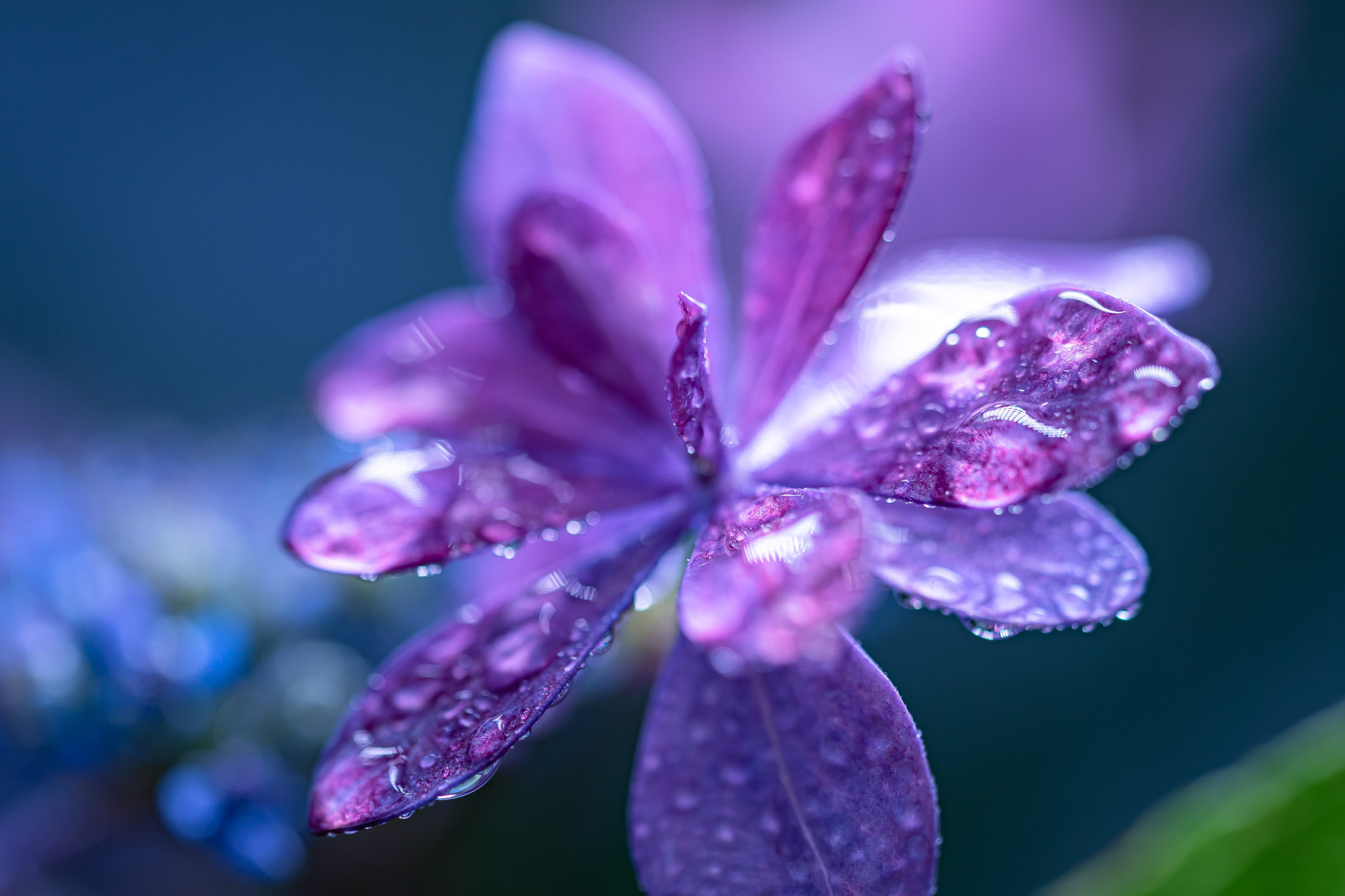 f:id:Paradisia:20210619094314j:plain