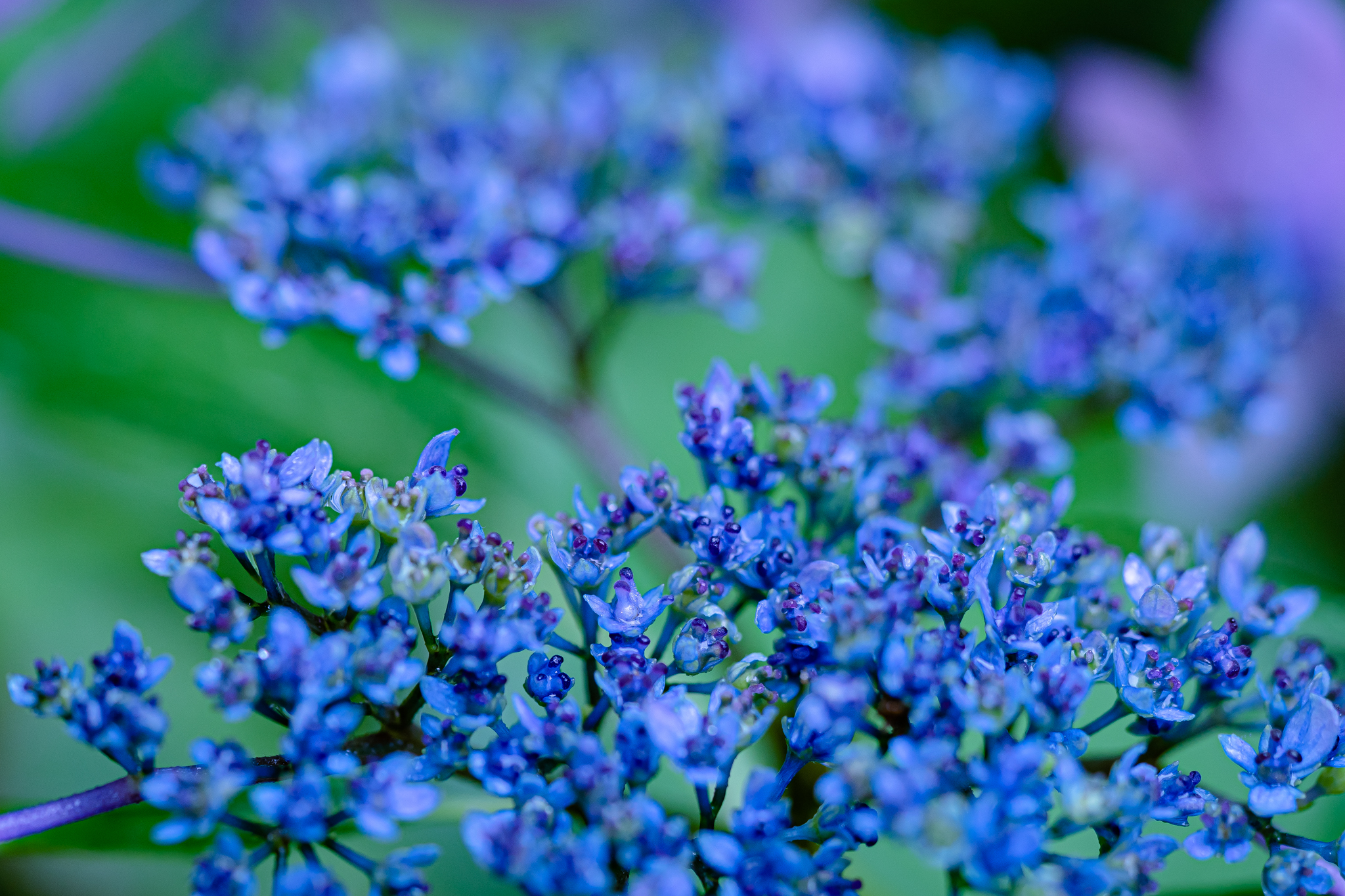 f:id:Paradisia:20210619094709j:plain