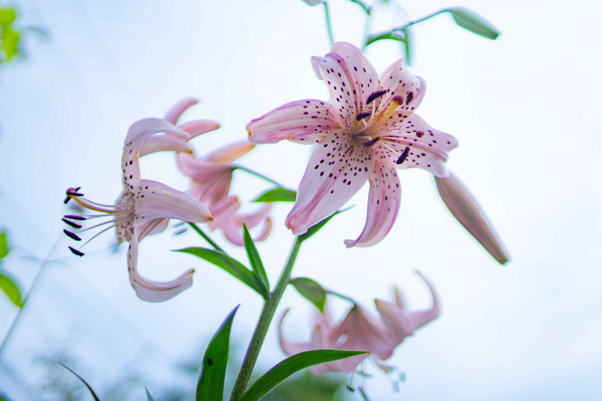 f:id:Paradisia:20210625172930j:plain