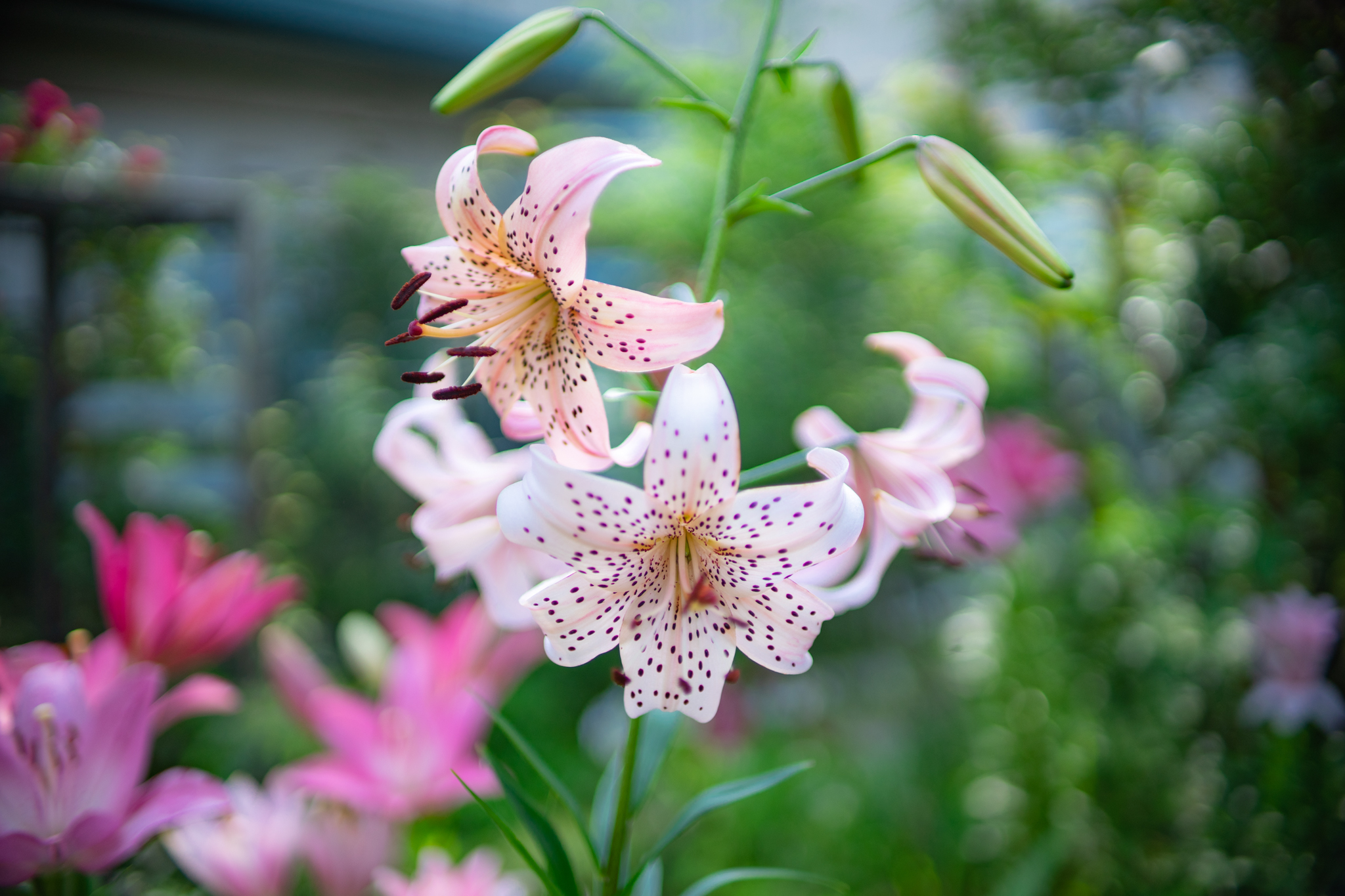 f:id:Paradisia:20210625172955j:plain