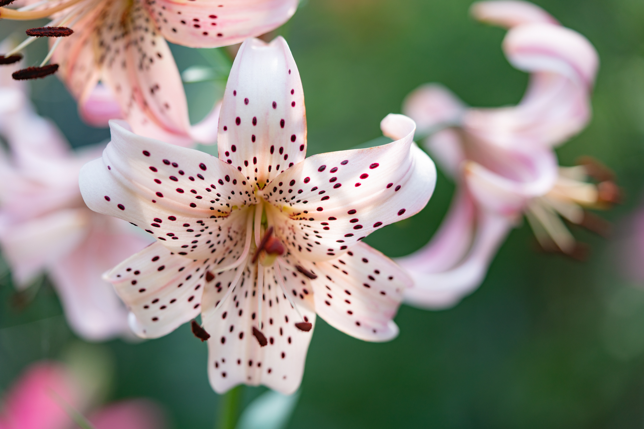 f:id:Paradisia:20210625173102j:plain