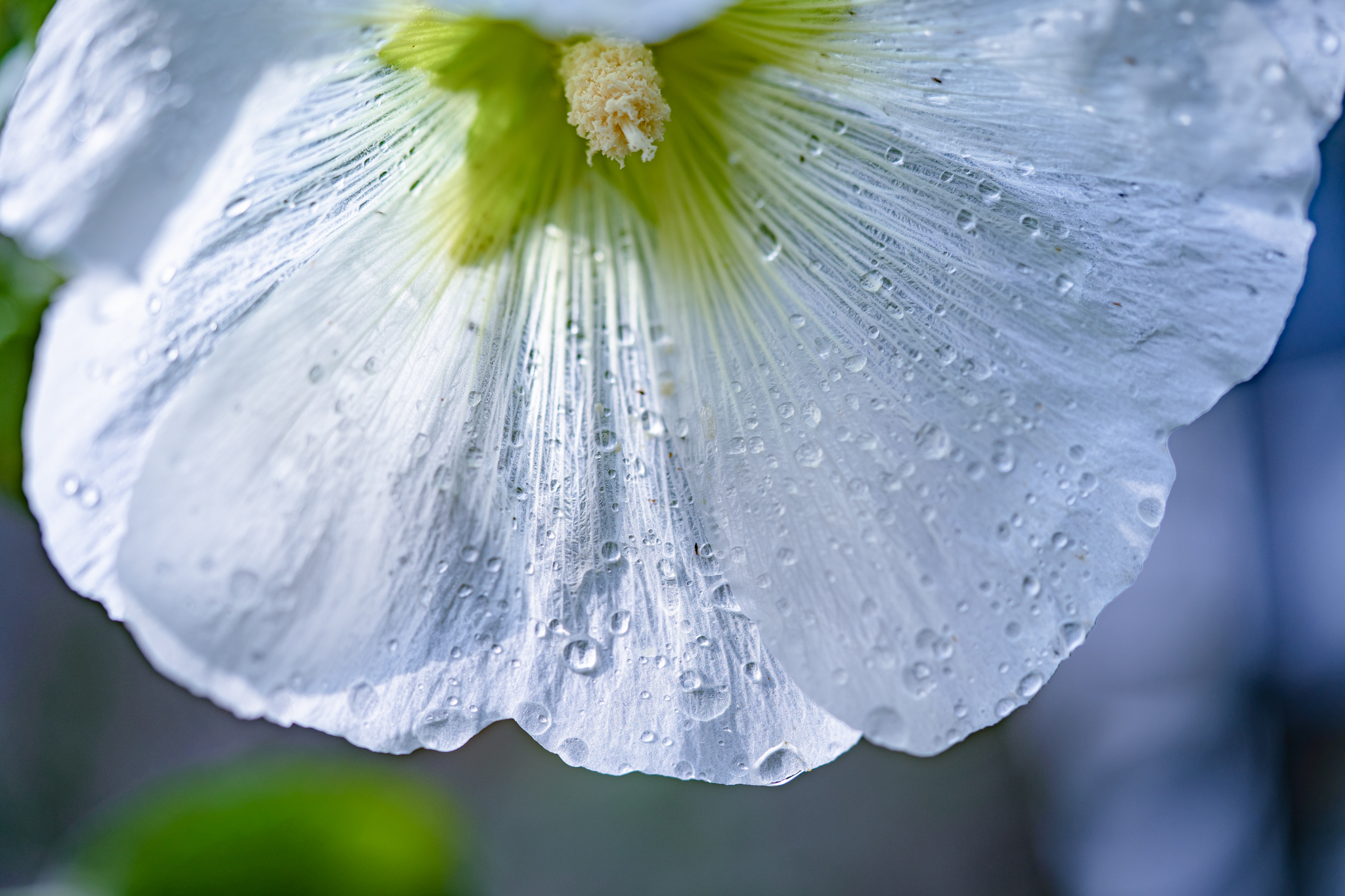 f:id:Paradisia:20210711161650j:plain