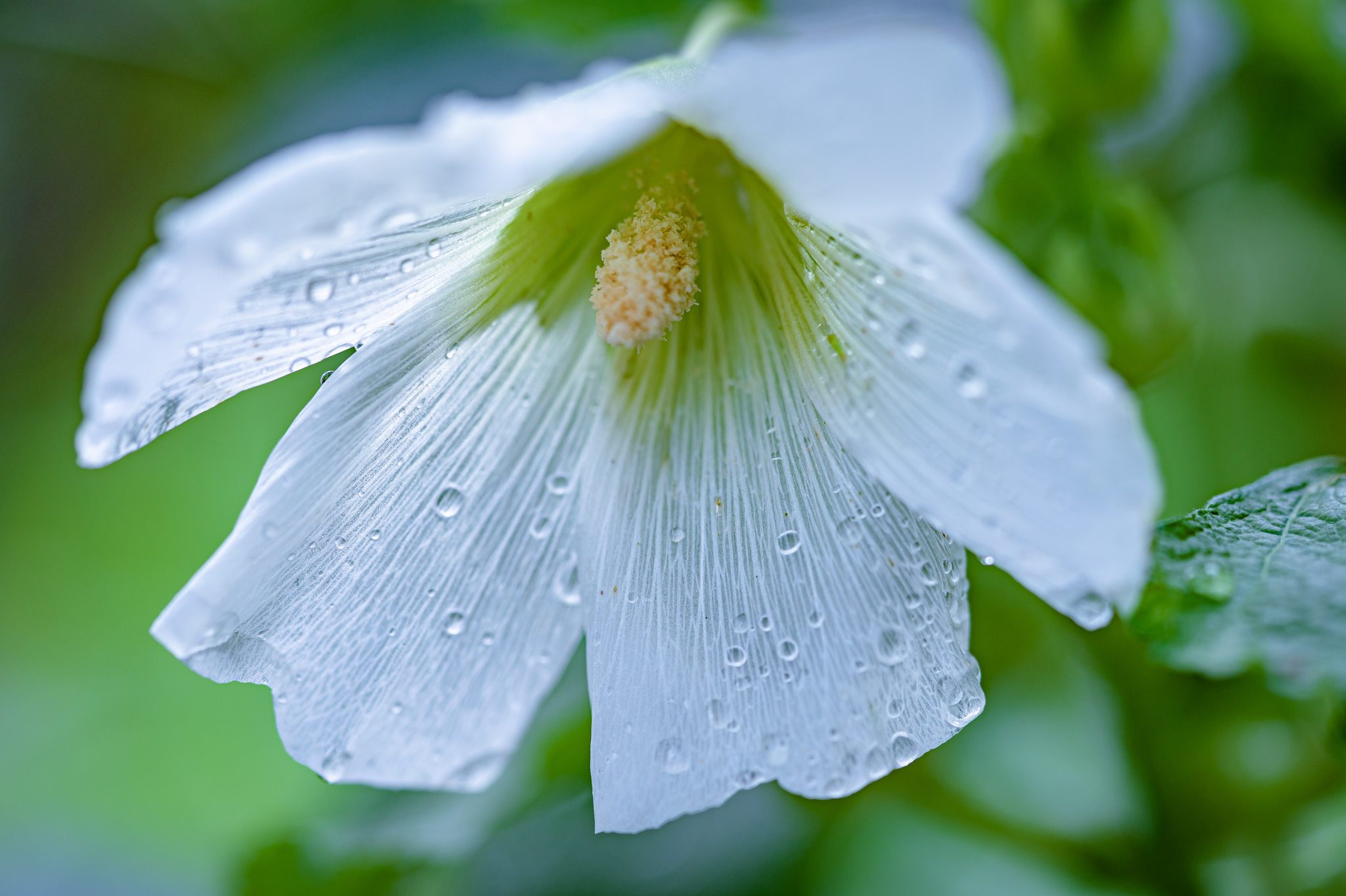 f:id:Paradisia:20210711161746j:plain