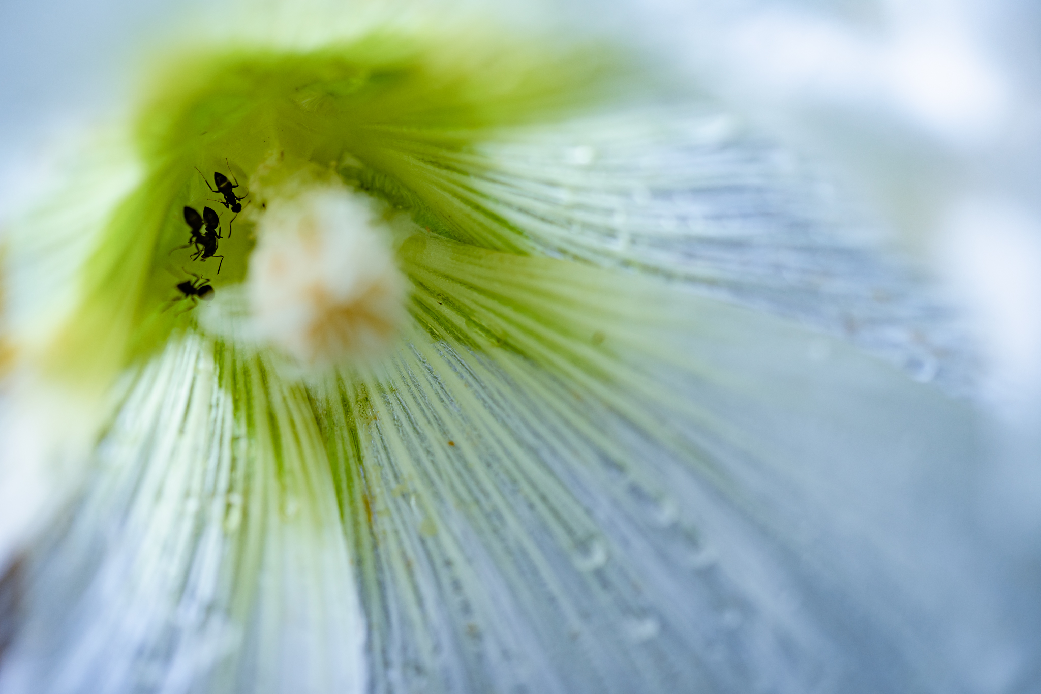 f:id:Paradisia:20210711161757j:plain