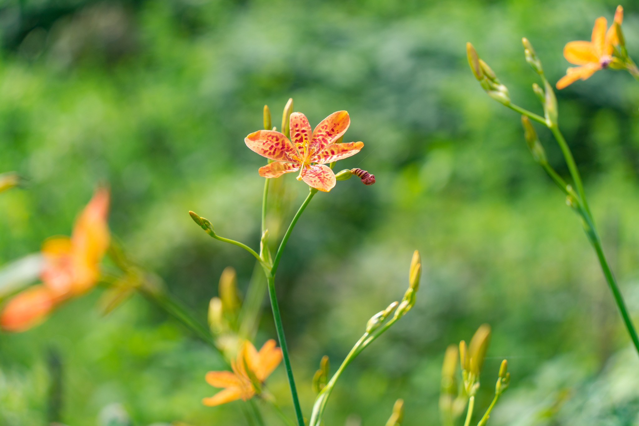 f:id:Paradisia:20210715115208j:plain