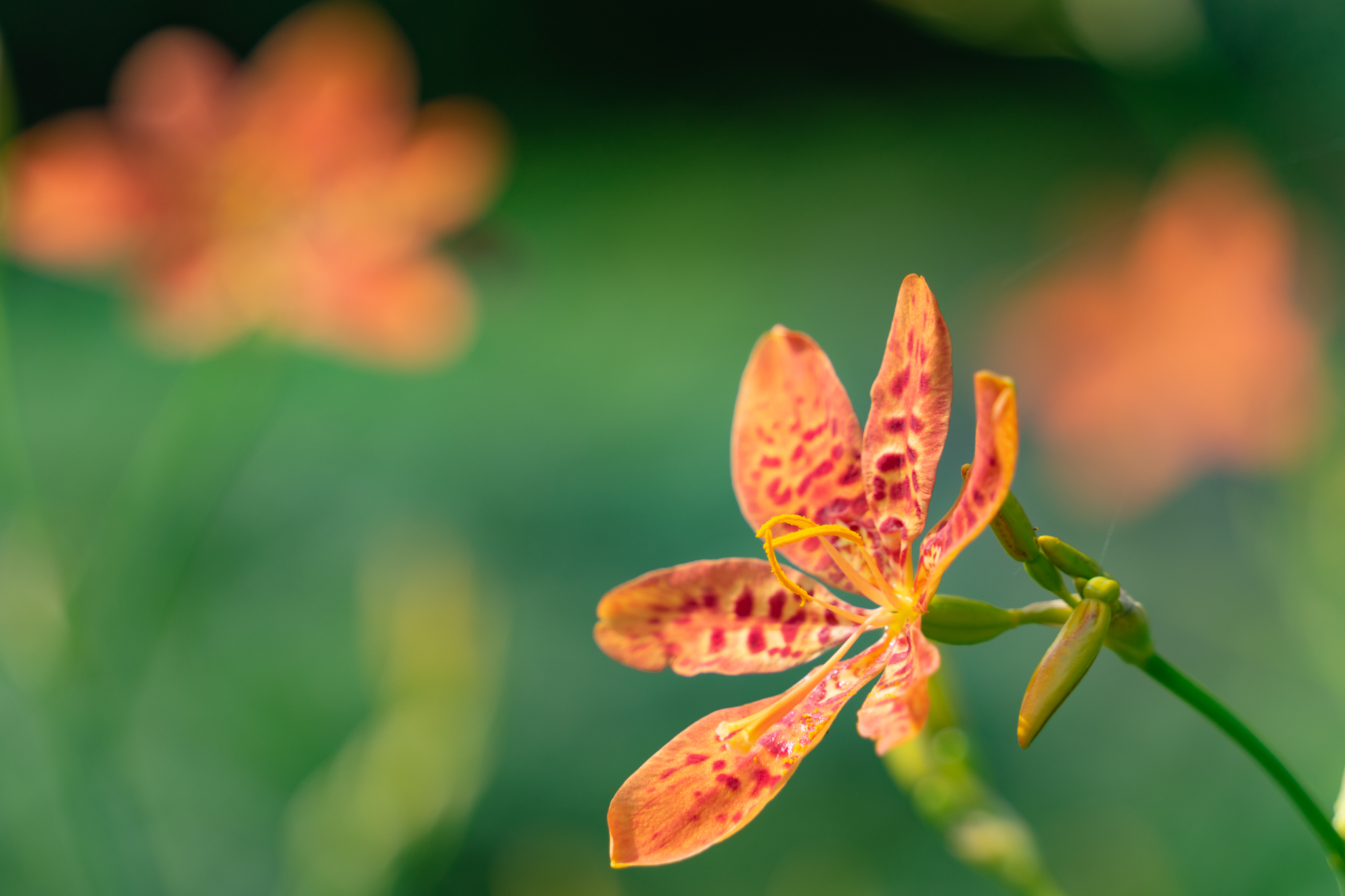 f:id:Paradisia:20210715115313j:plain