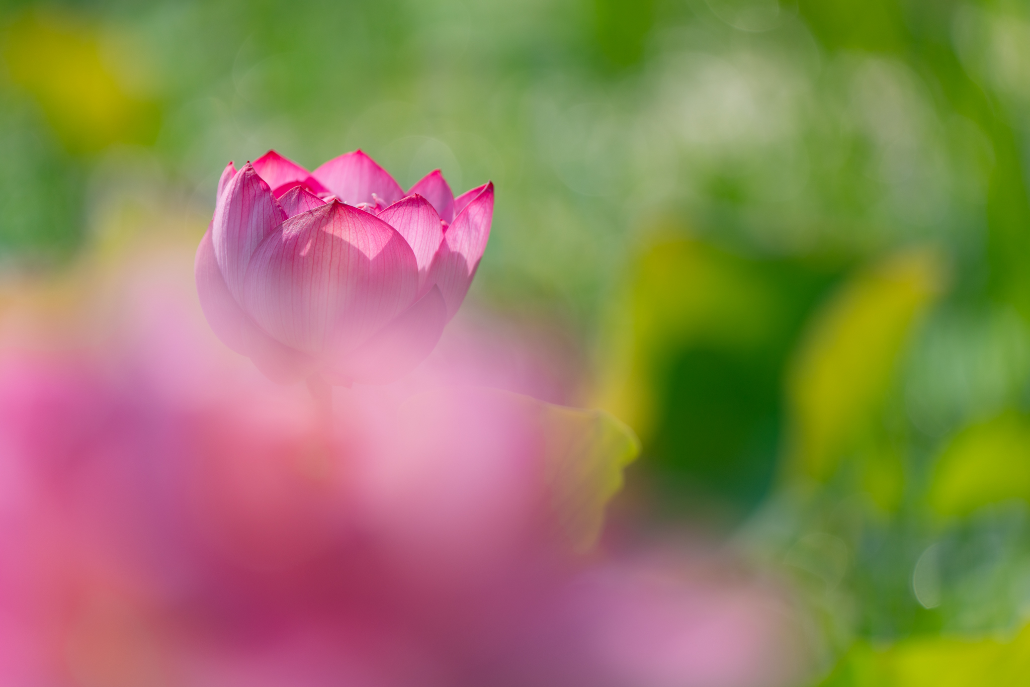 f:id:Paradisia:20210725101042j:plain