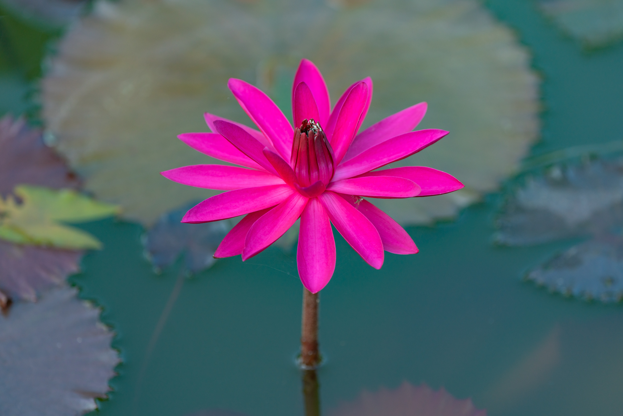 f:id:Paradisia:20210731150241j:plain
