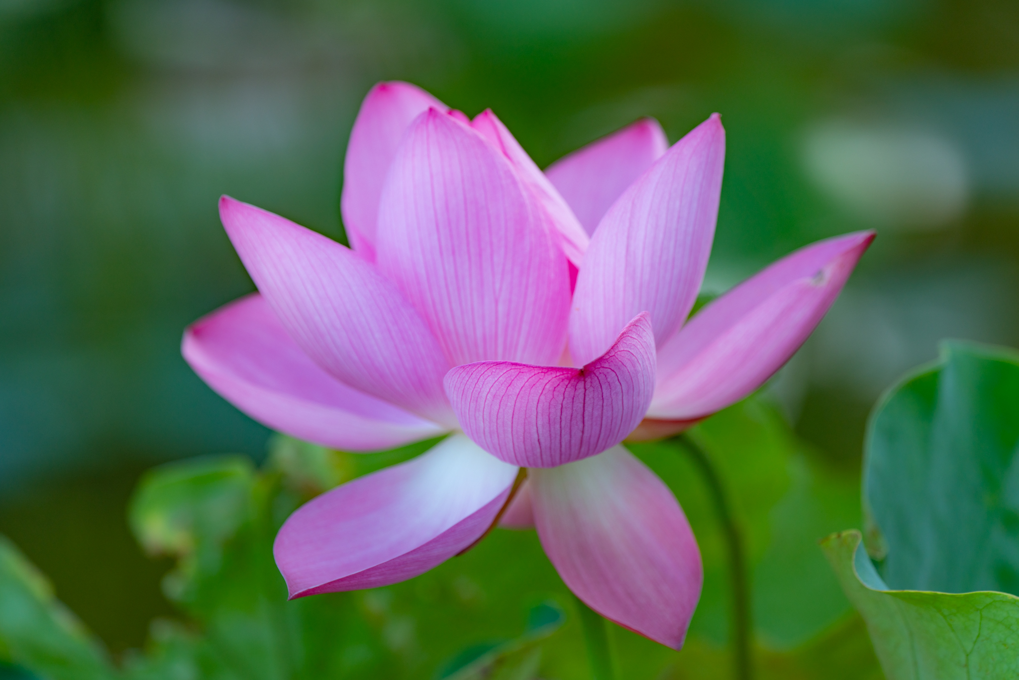 f:id:Paradisia:20210731151959j:plain