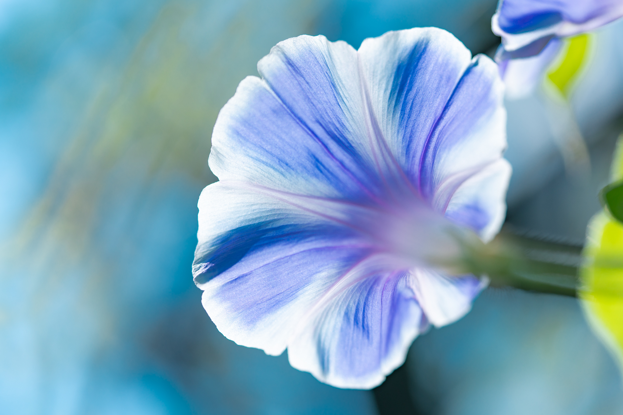f:id:Paradisia:20210805101855j:plain
