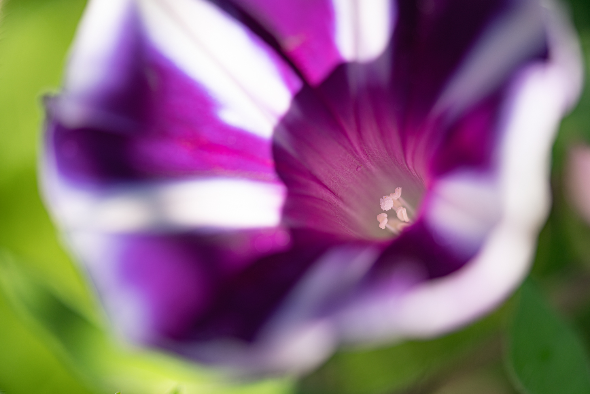 f:id:Paradisia:20210805101937j:plain