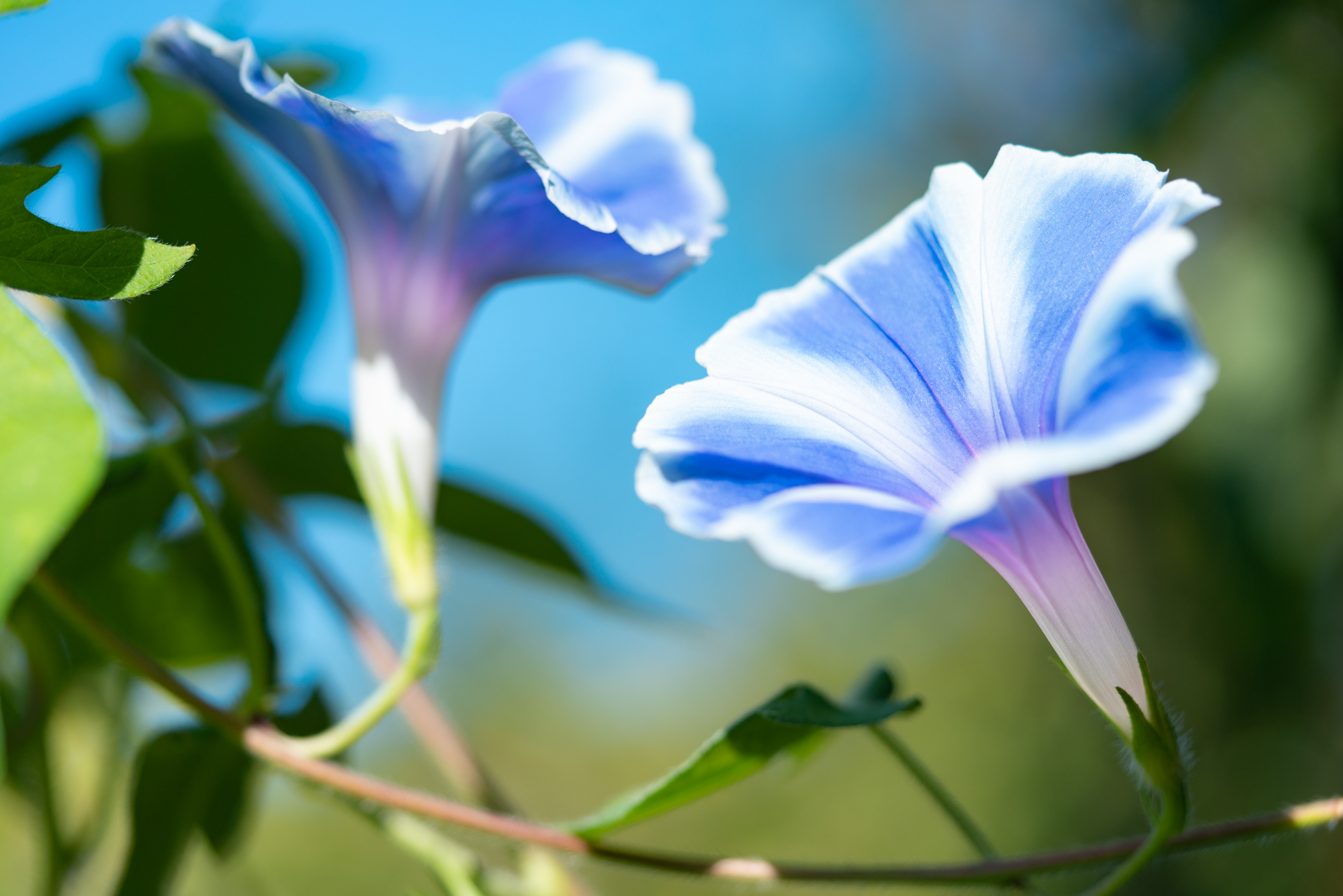 f:id:Paradisia:20210805102957j:plain