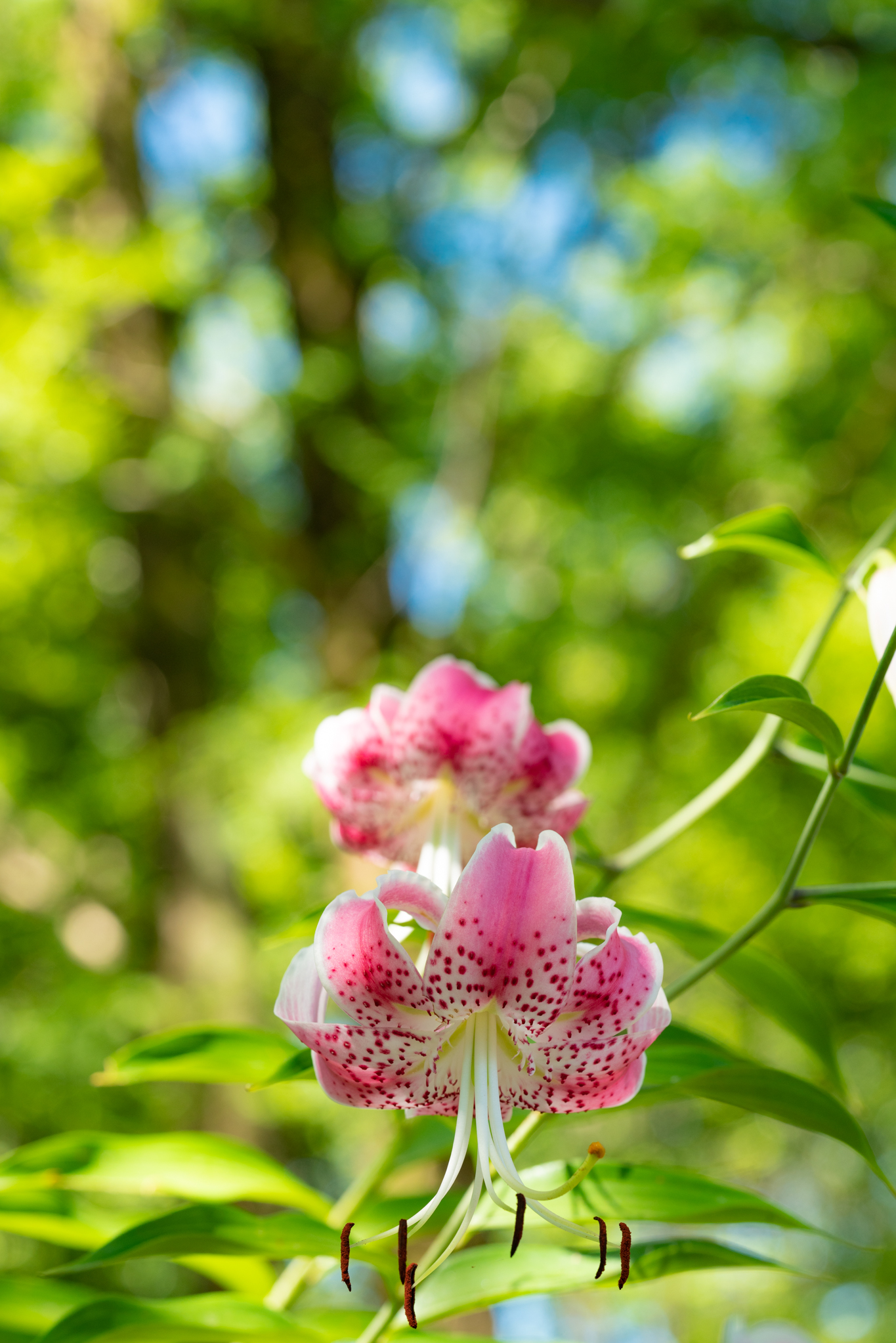 f:id:Paradisia:20210805104037j:plain