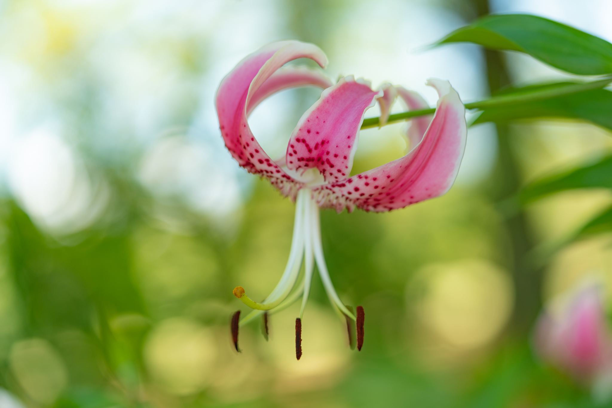 f:id:Paradisia:20210805104135j:plain