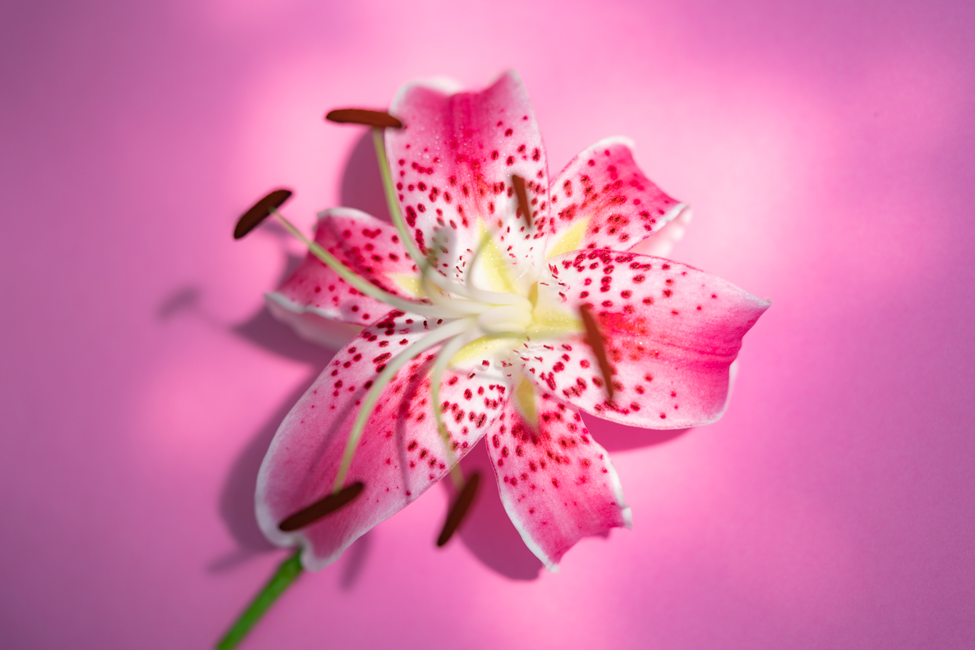 f:id:Paradisia:20210807104804j:plain