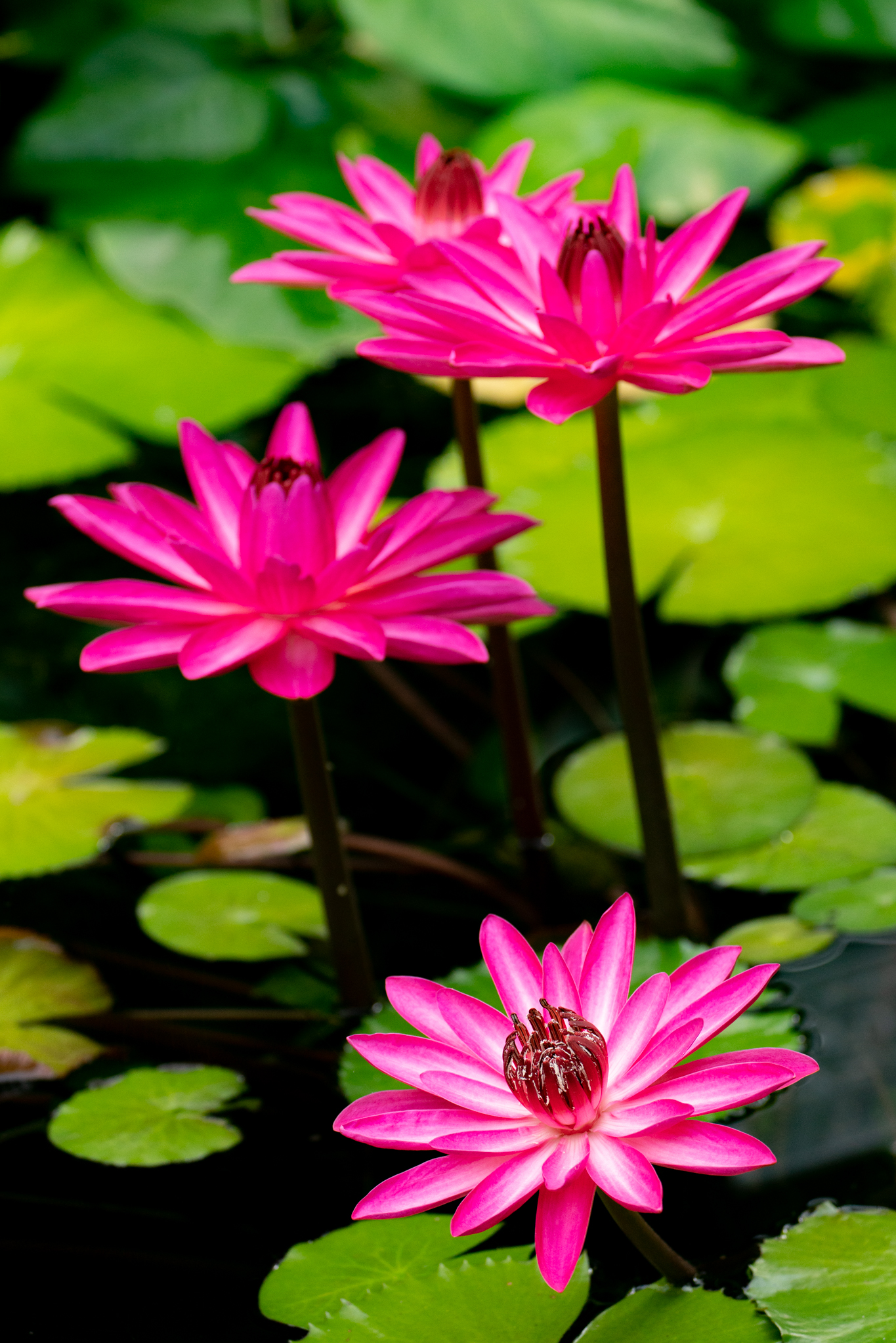 f:id:Paradisia:20210808183747j:plain