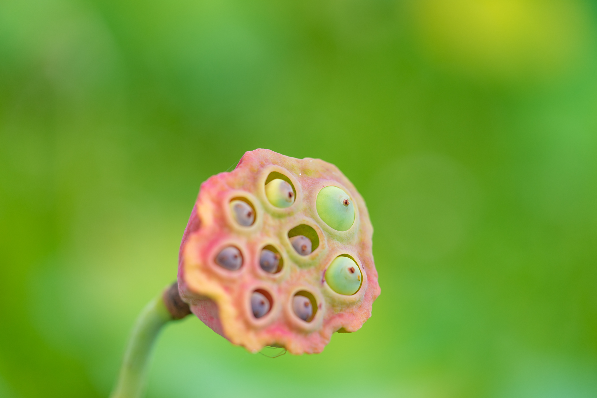 食べてみたいハスの実 光と風と薔薇と