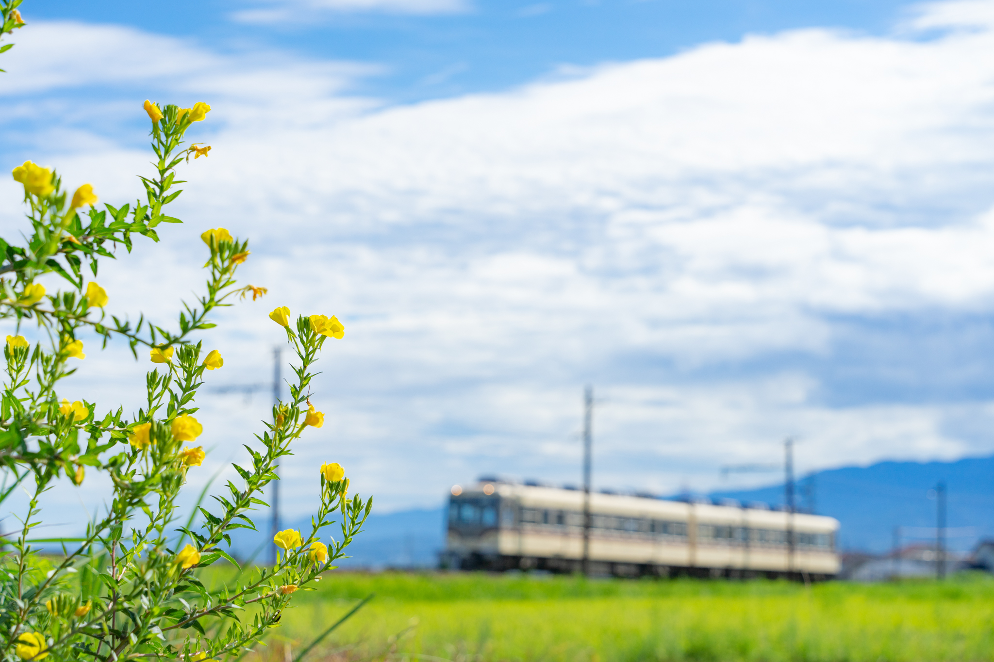 f:id:Paradisia:20210821105206j:plain