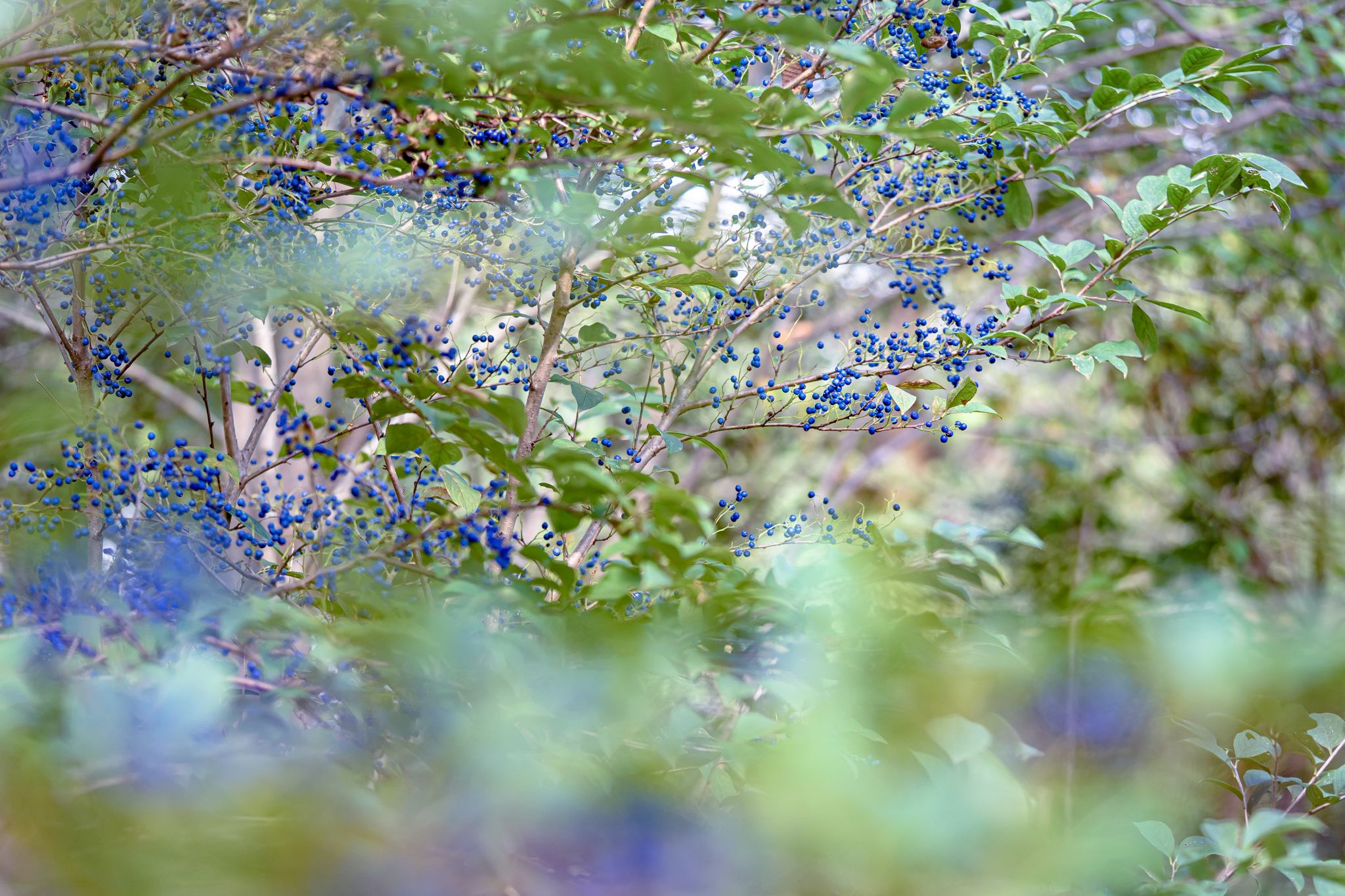 たわわな瑠璃色：サワフタギ - 光と風と薔薇と