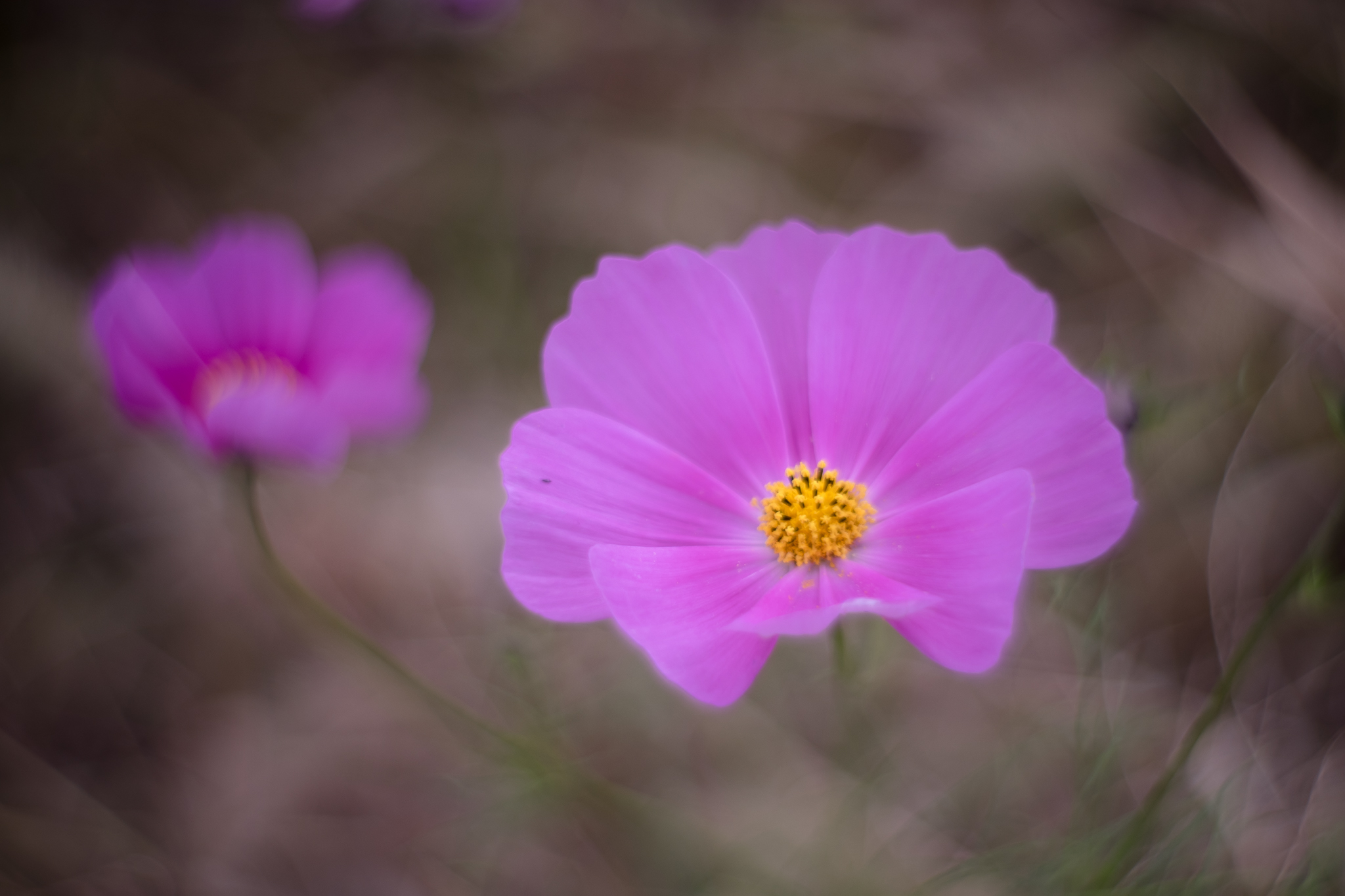 f:id:Paradisia:20211111185736j:plain