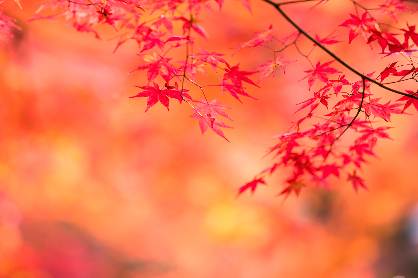 f:id:Paradisia:20211120144356j:plain