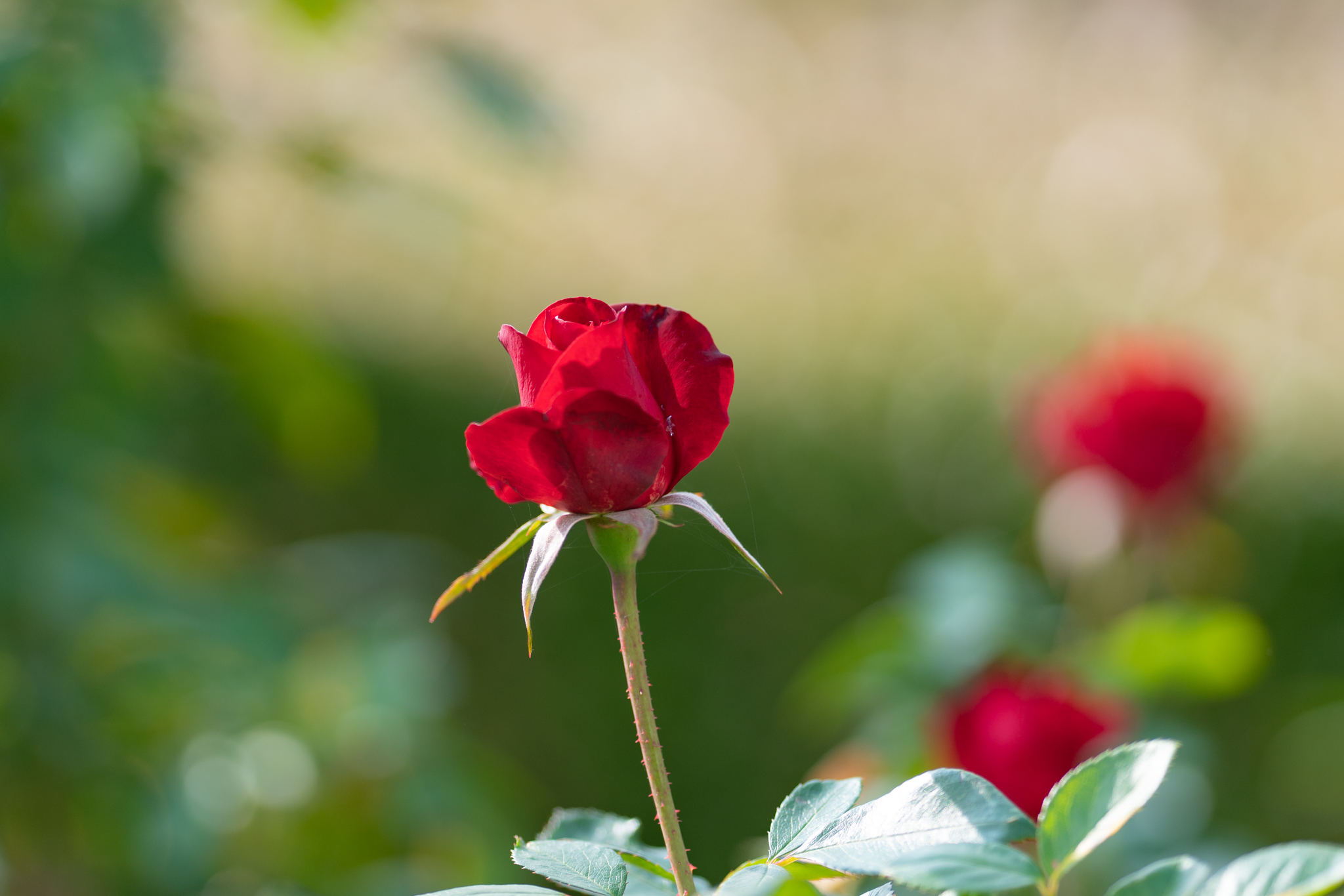 f:id:Paradisia:20211124080518j:plain