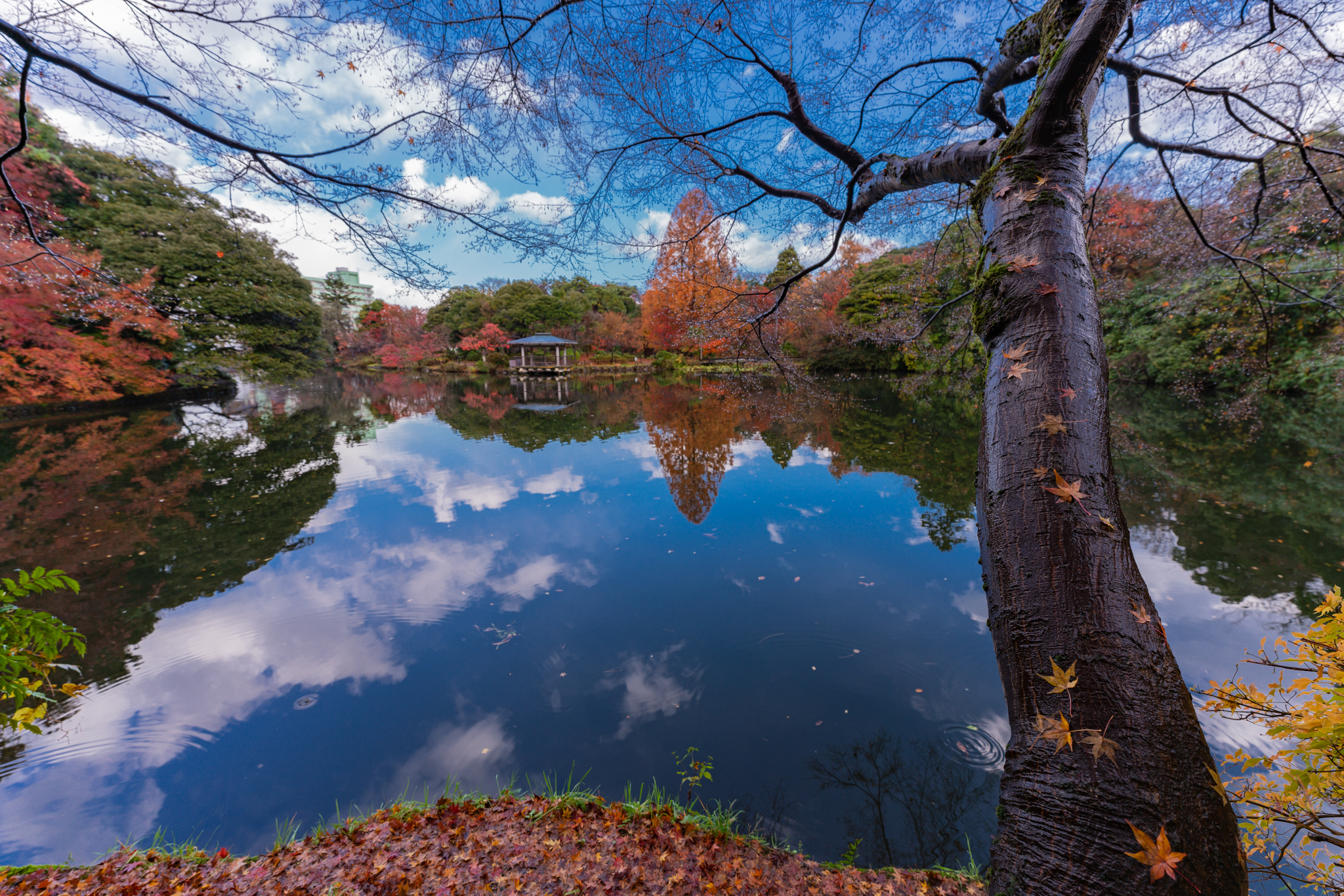 晩秋の高岡古城公園 - 光と風と薔薇と