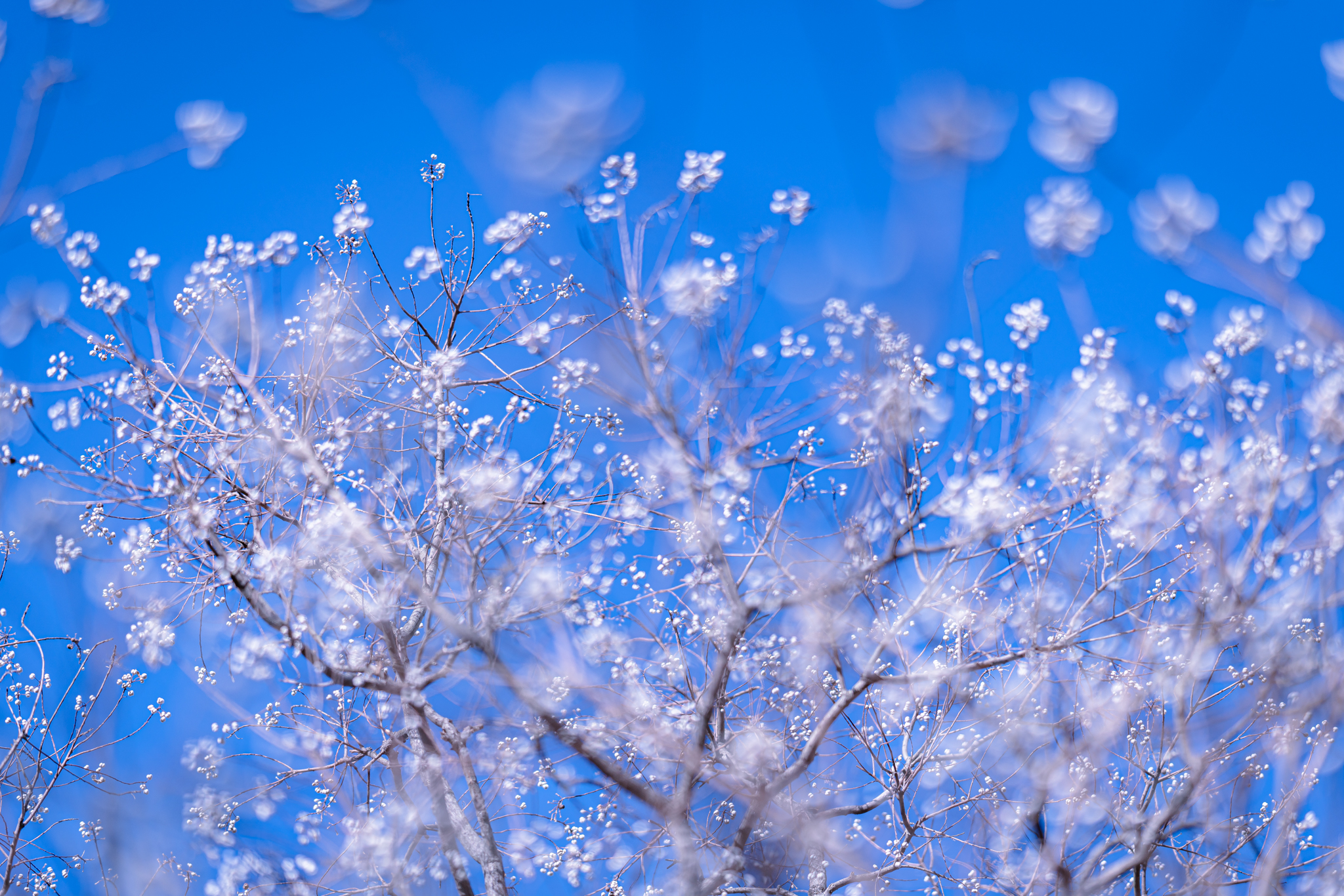 f:id:Paradisia:20211201114414j:plain
