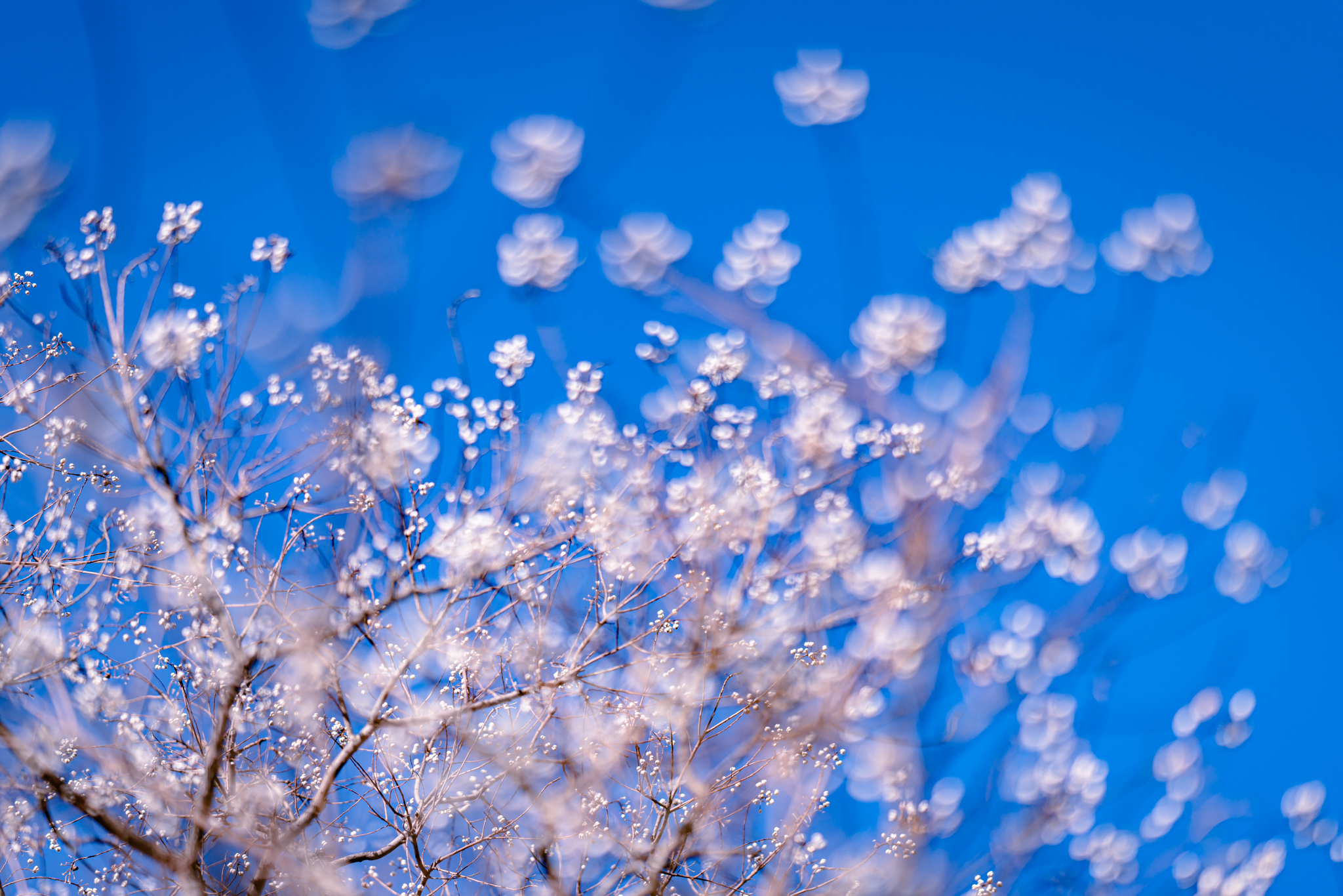 f:id:Paradisia:20211201114503j:plain
