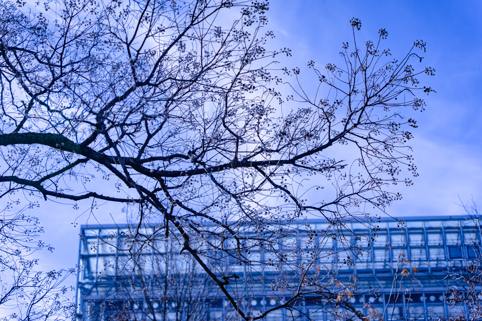 f:id:Paradisia:20211201114547j:plain