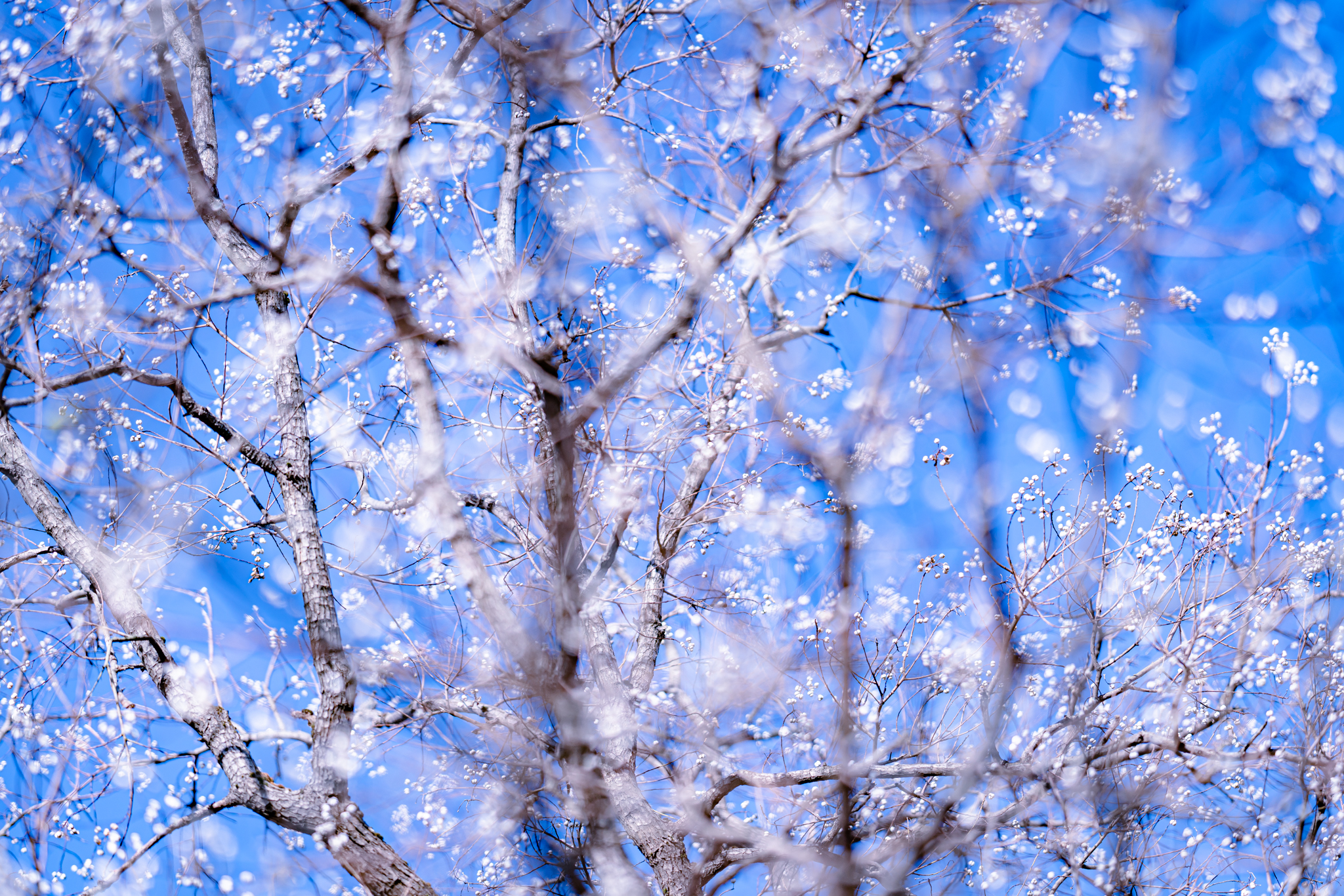 f:id:Paradisia:20211201115250j:plain