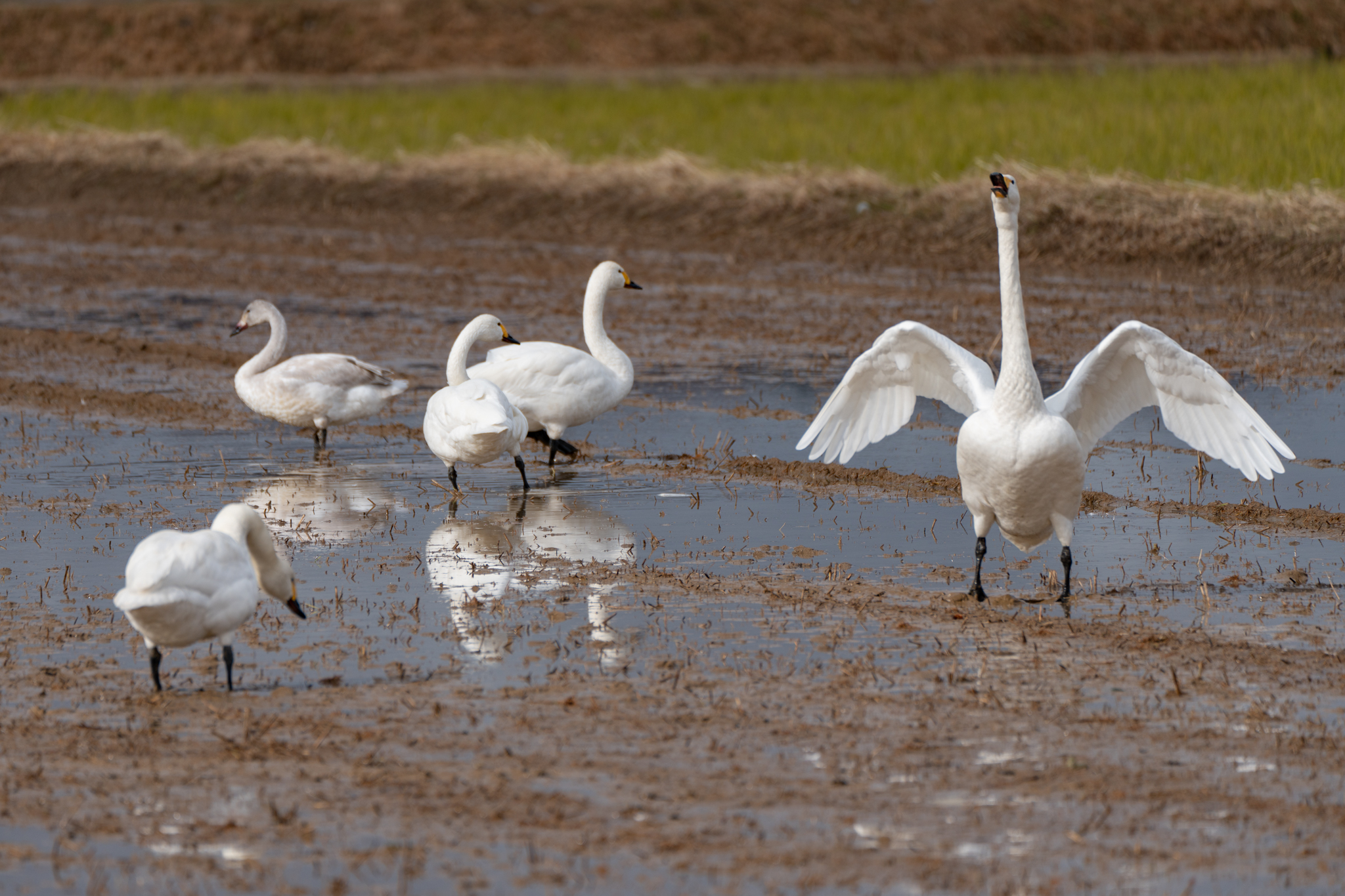 f:id:Paradisia:20211203133048j:plain