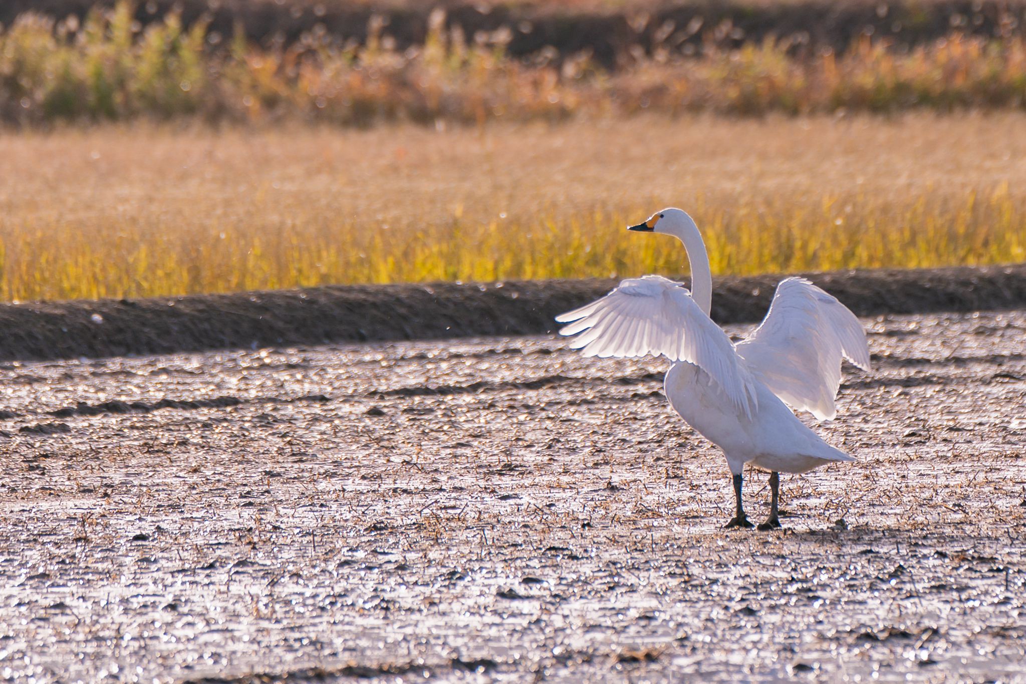 f:id:Paradisia:20211203133527j:plain