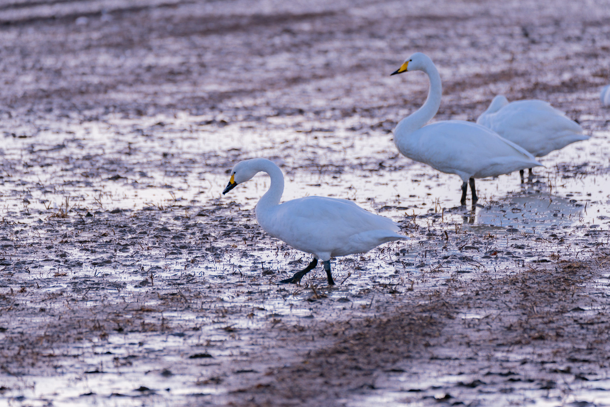 f:id:Paradisia:20211203133651j:plain