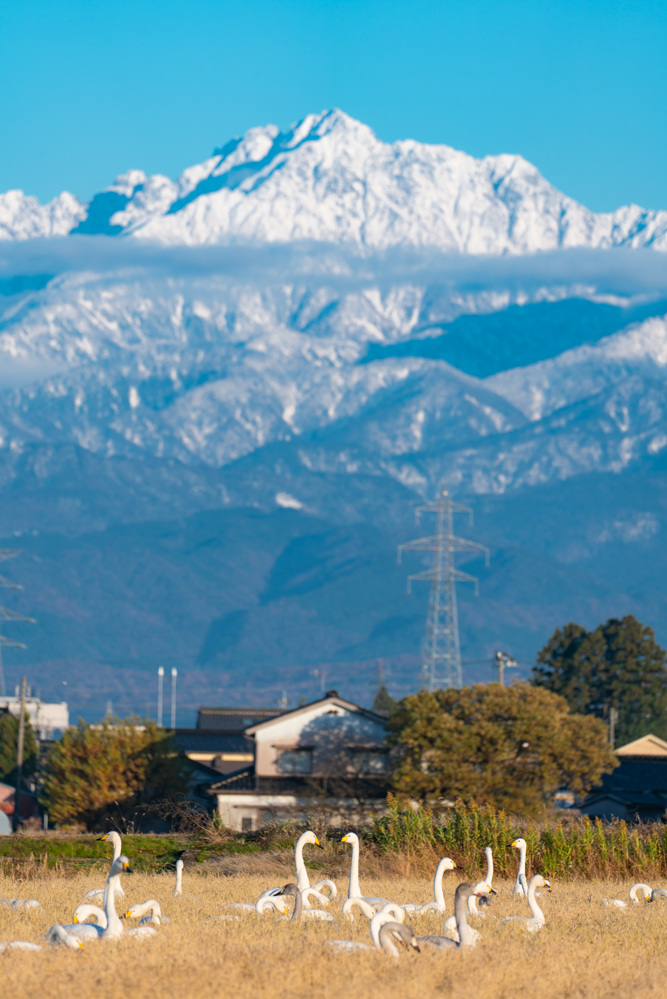 f:id:Paradisia:20211203133942j:plain