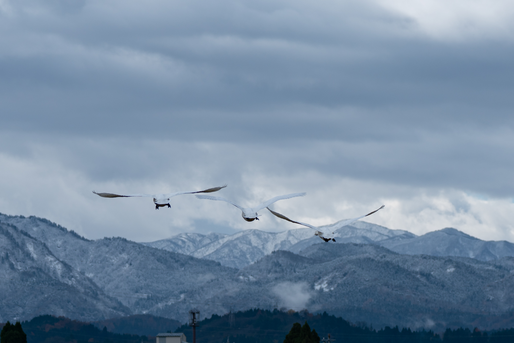 f:id:Paradisia:20211204172301j:plain