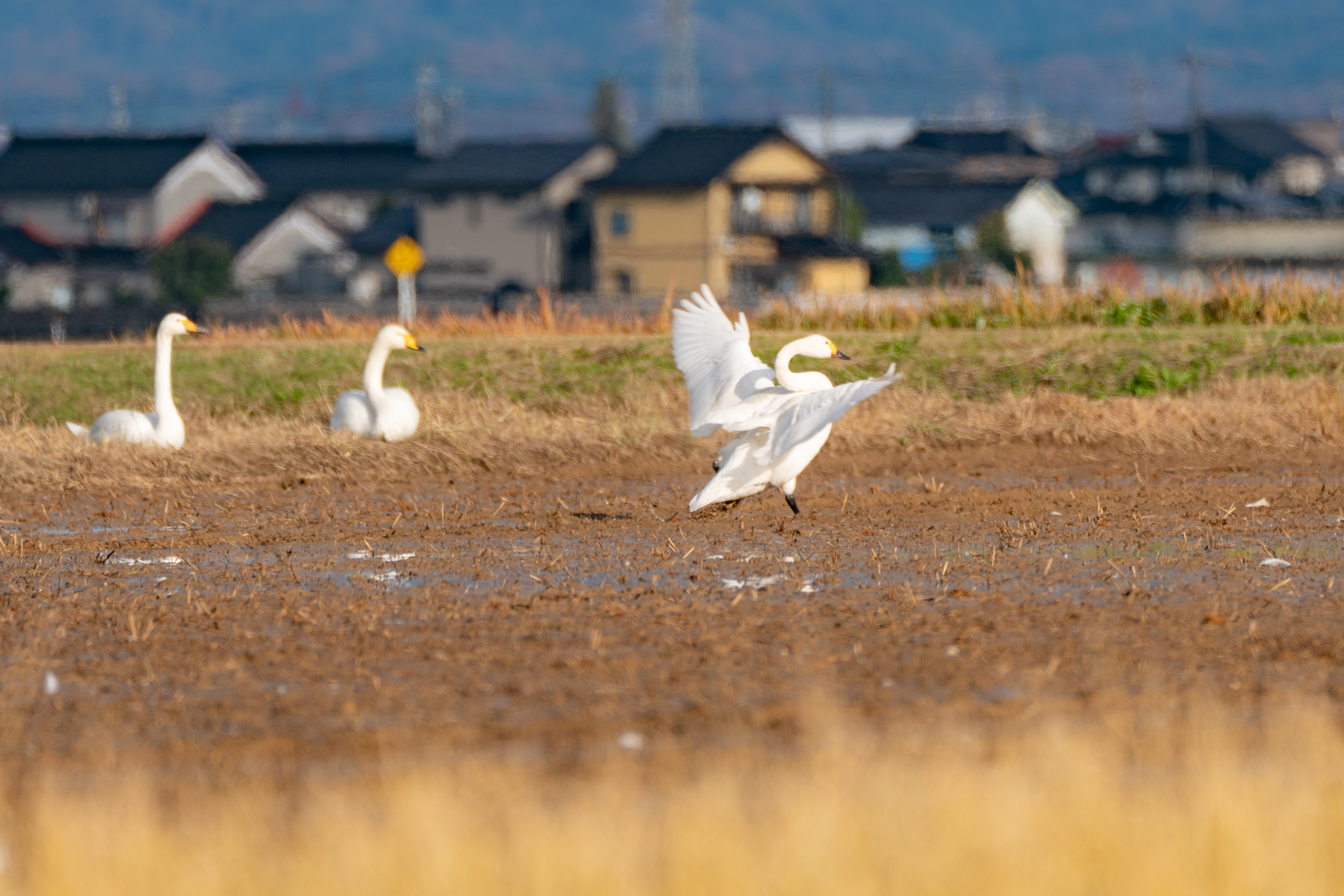 f:id:Paradisia:20211204172437j:plain